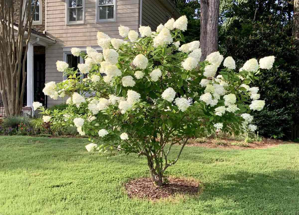 Panicle Hydrangea