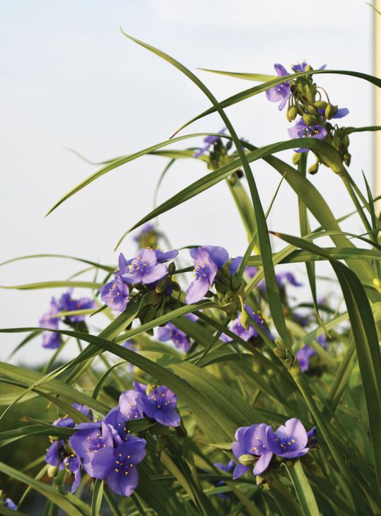 Spiderwort