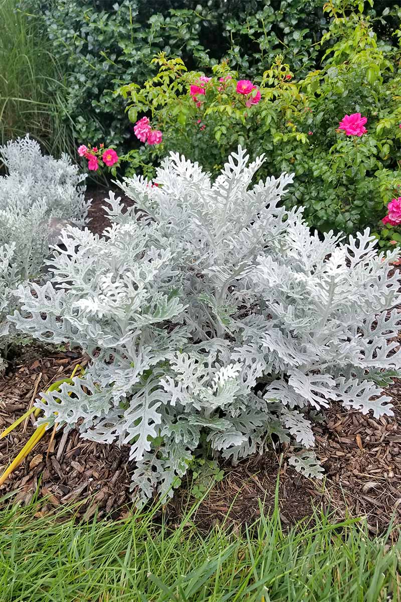 Ornamental Kale