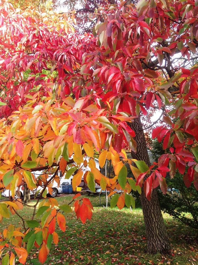 Sassafras