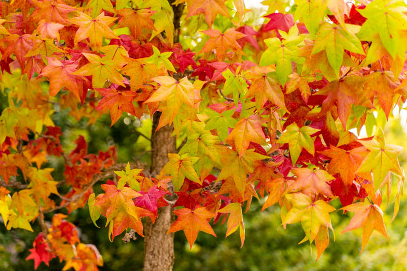 Sweetgum