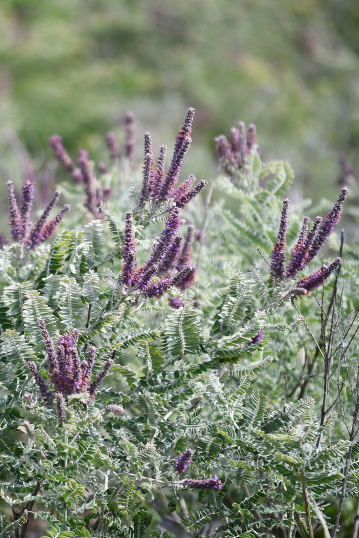 Leadplant