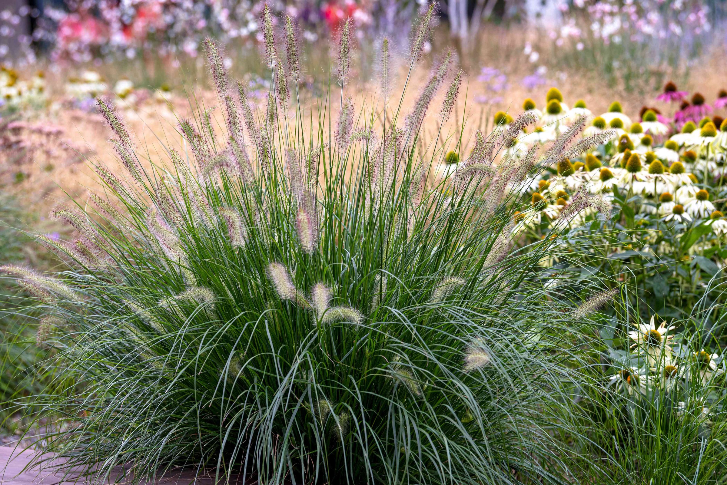 Pennisetum Fountain Grass