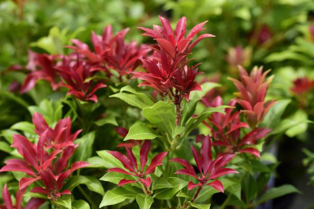 Pieris Mountain Fire
