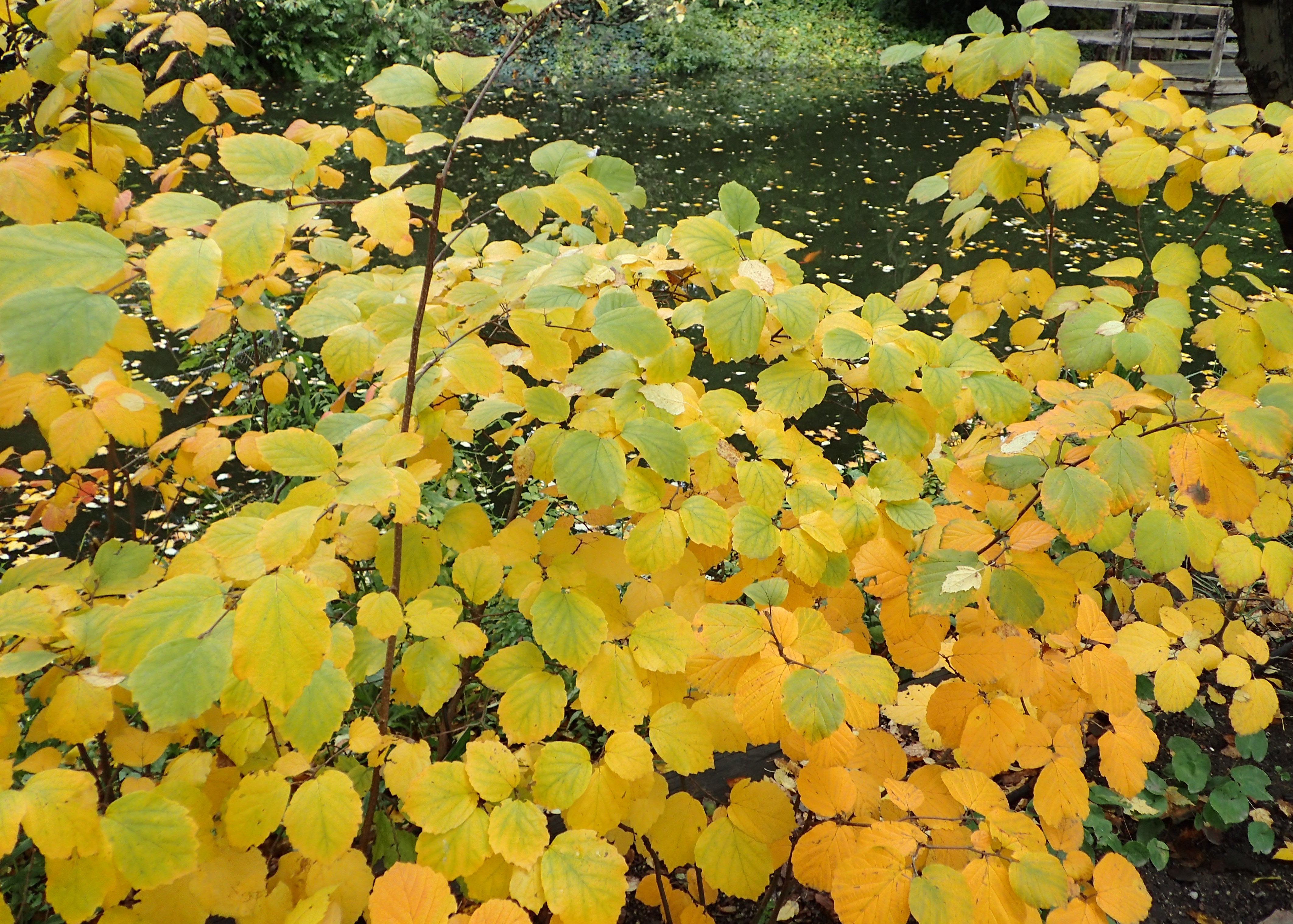 Fothergilla