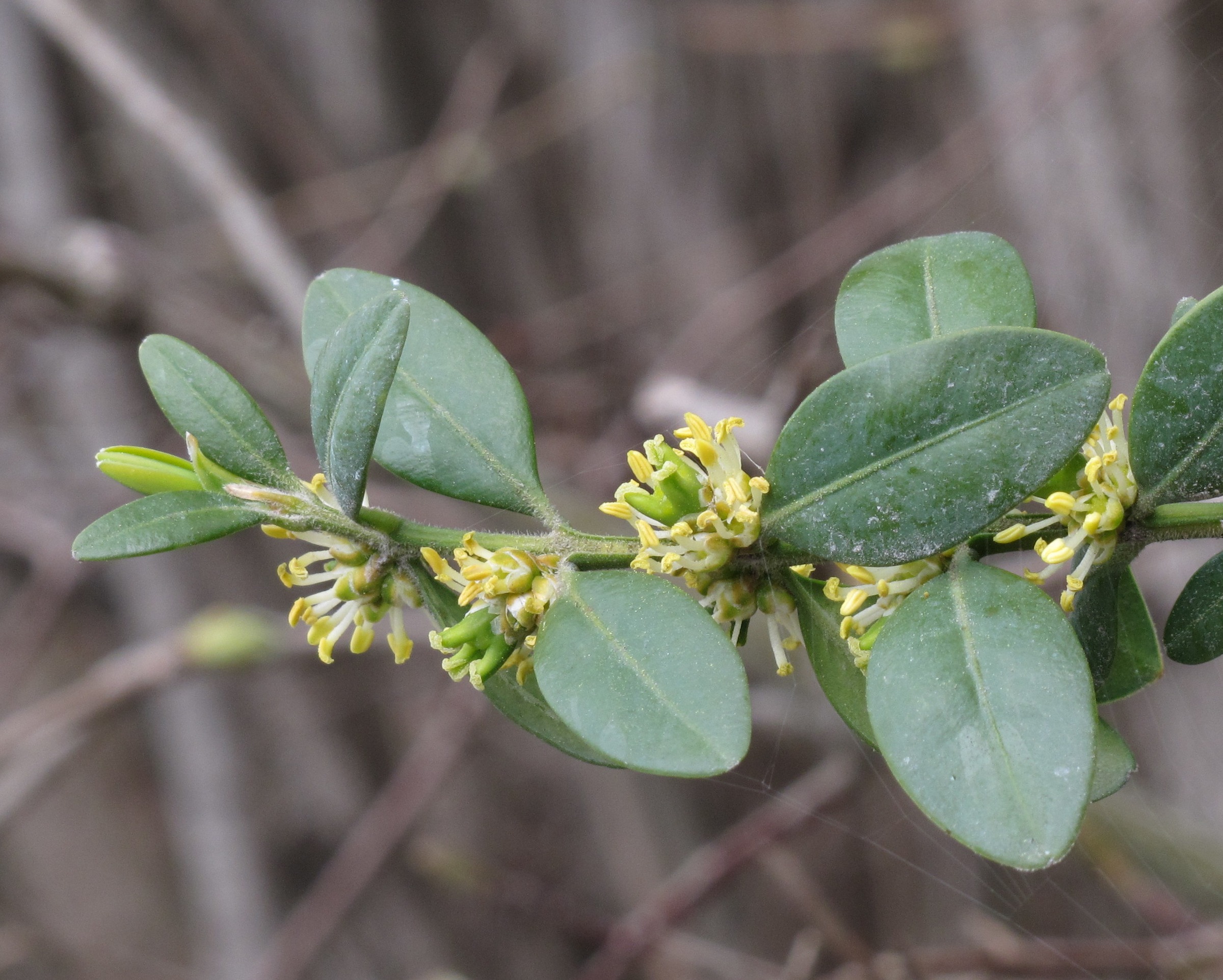 Boxwood