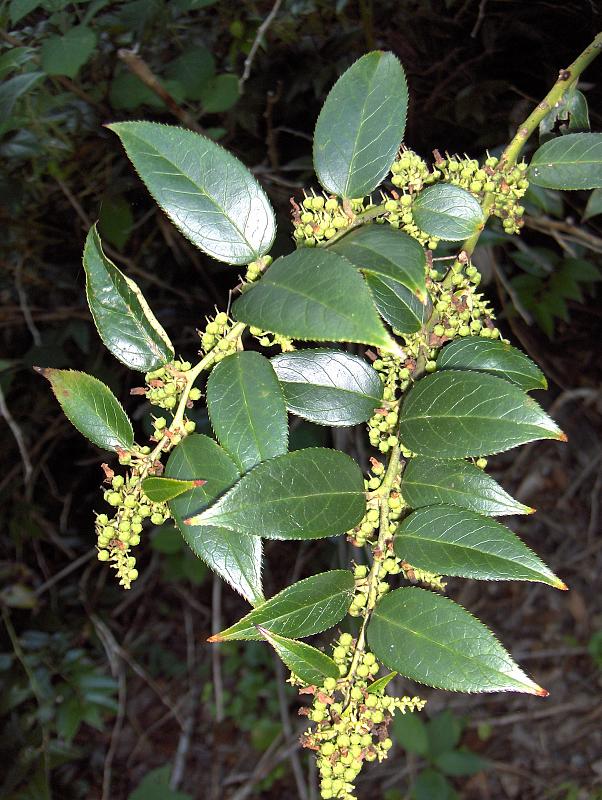 Leucothoe