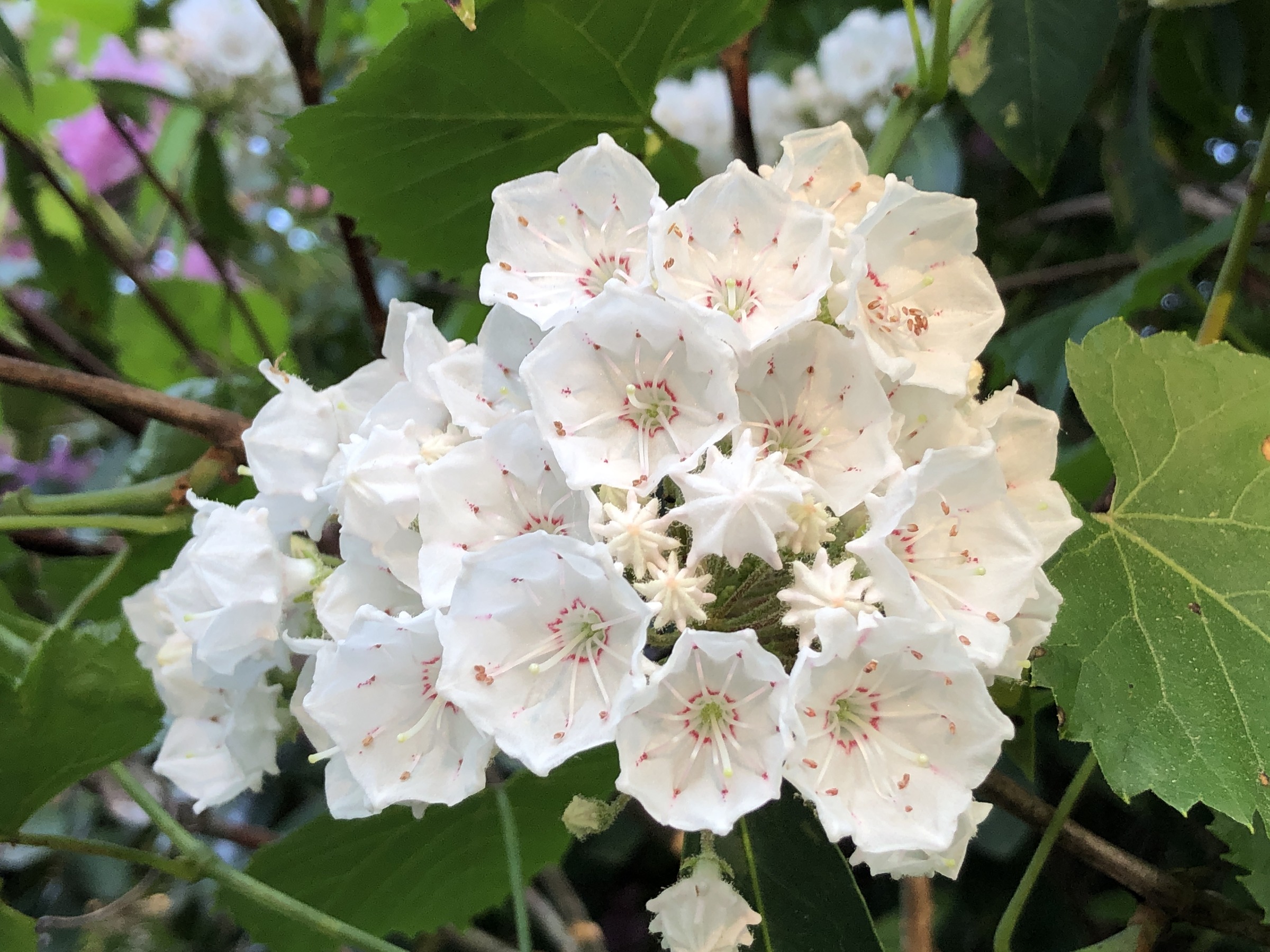 Mountain Laurel