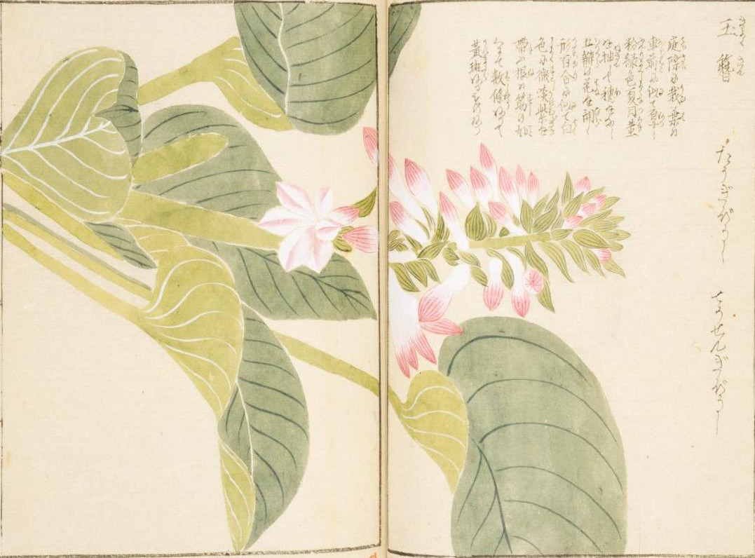 Hosta