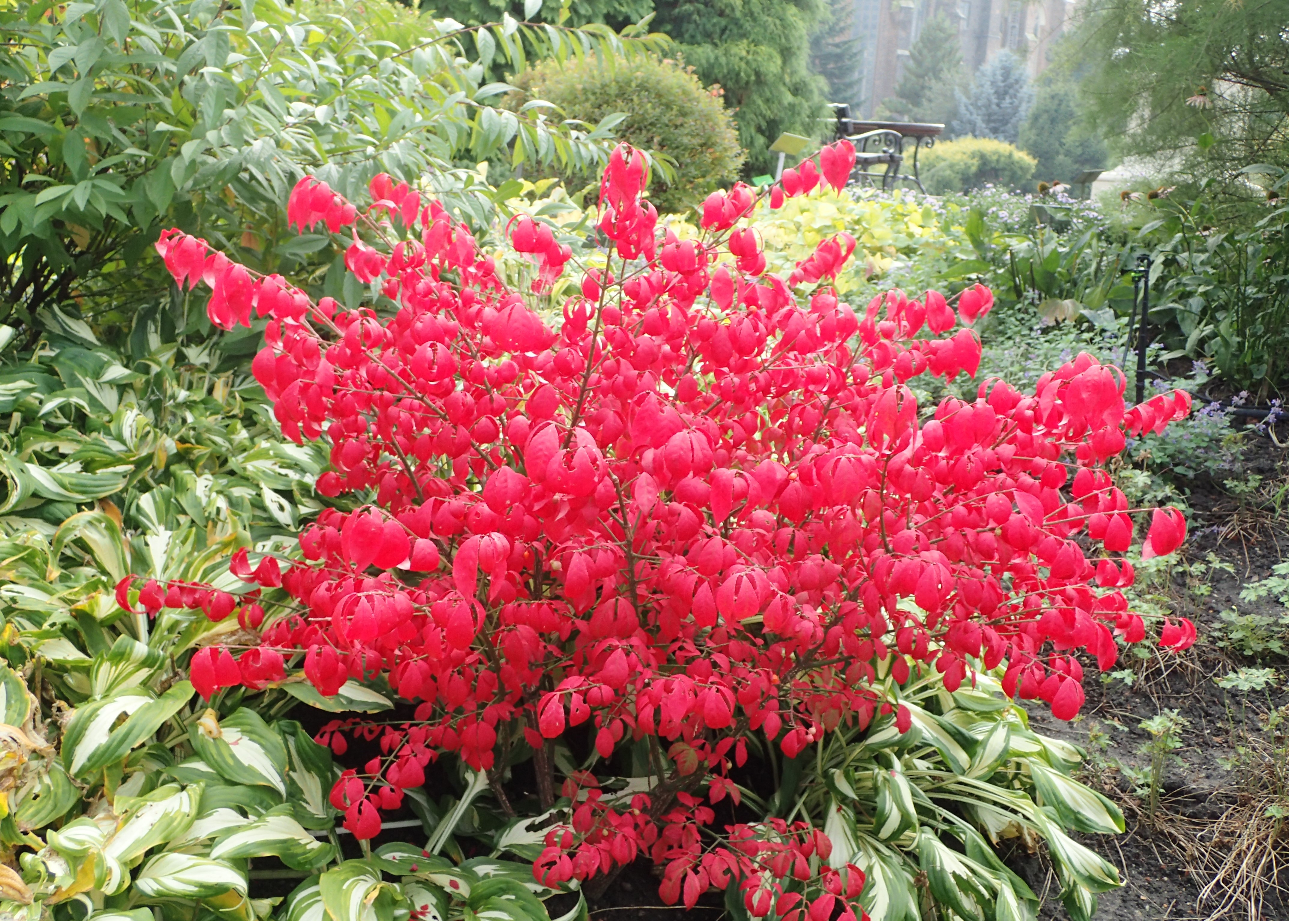 Euonymus