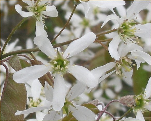 Serviceberry