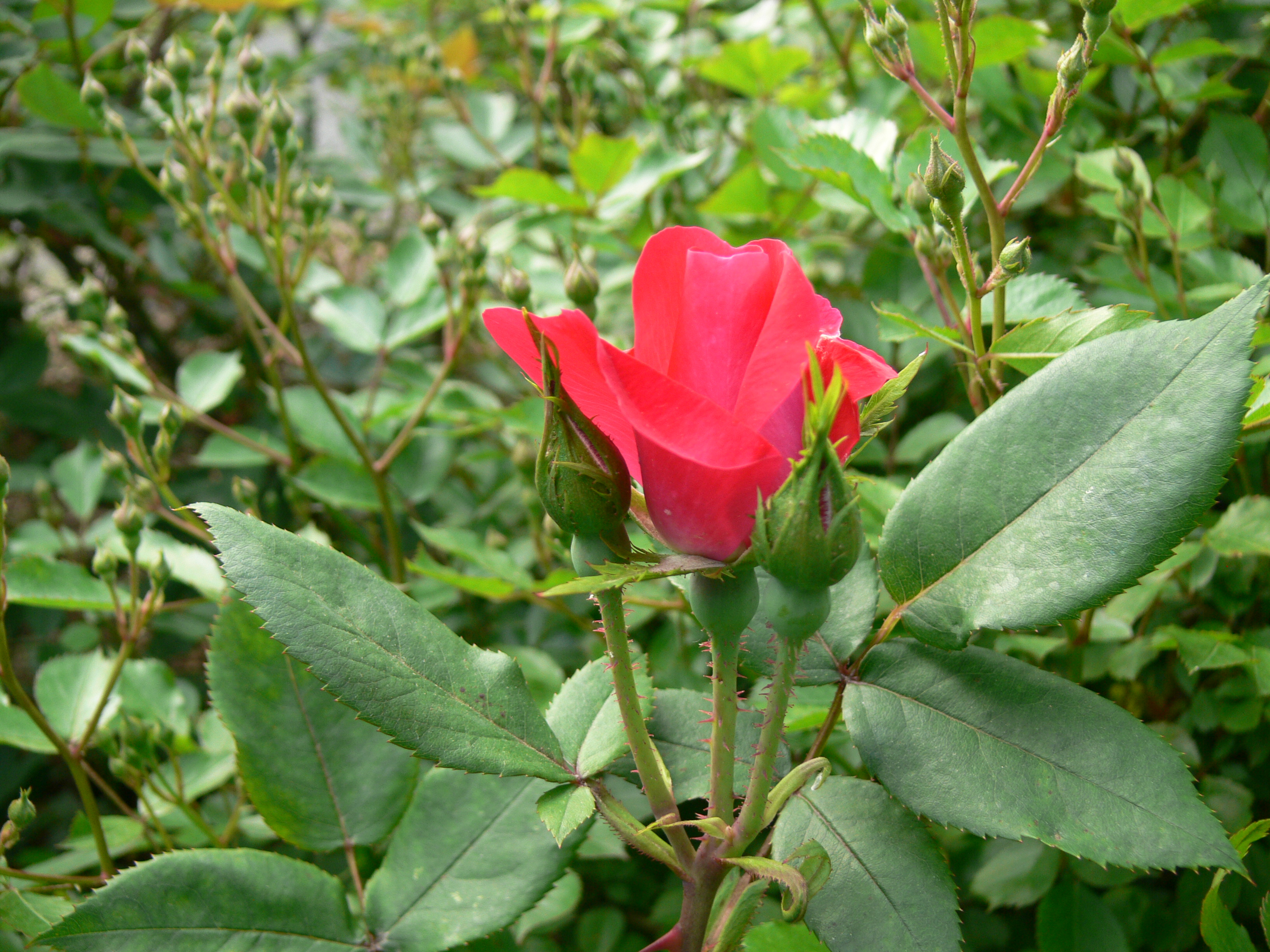 Knockout Rose