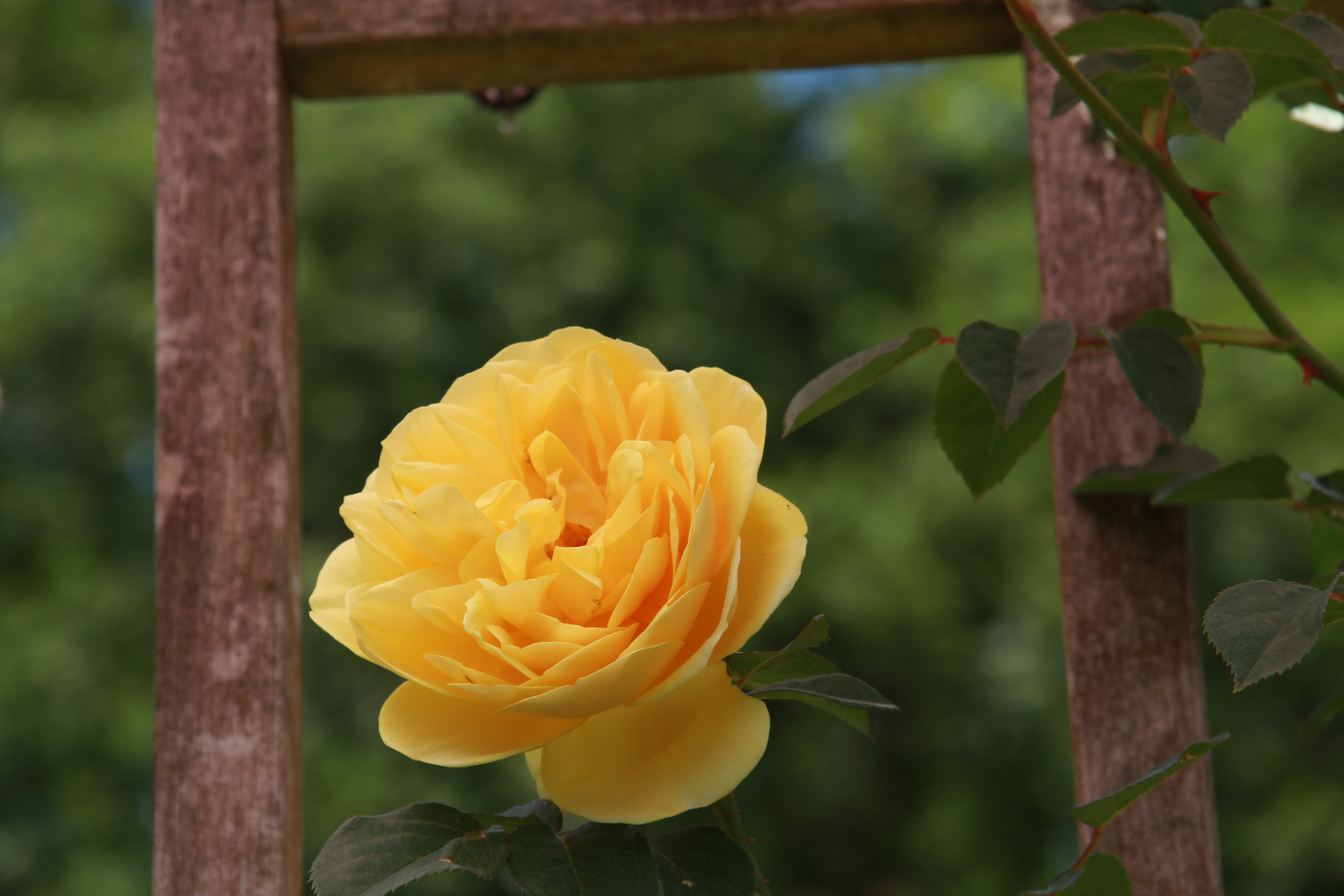 David Austin Shrub Rose