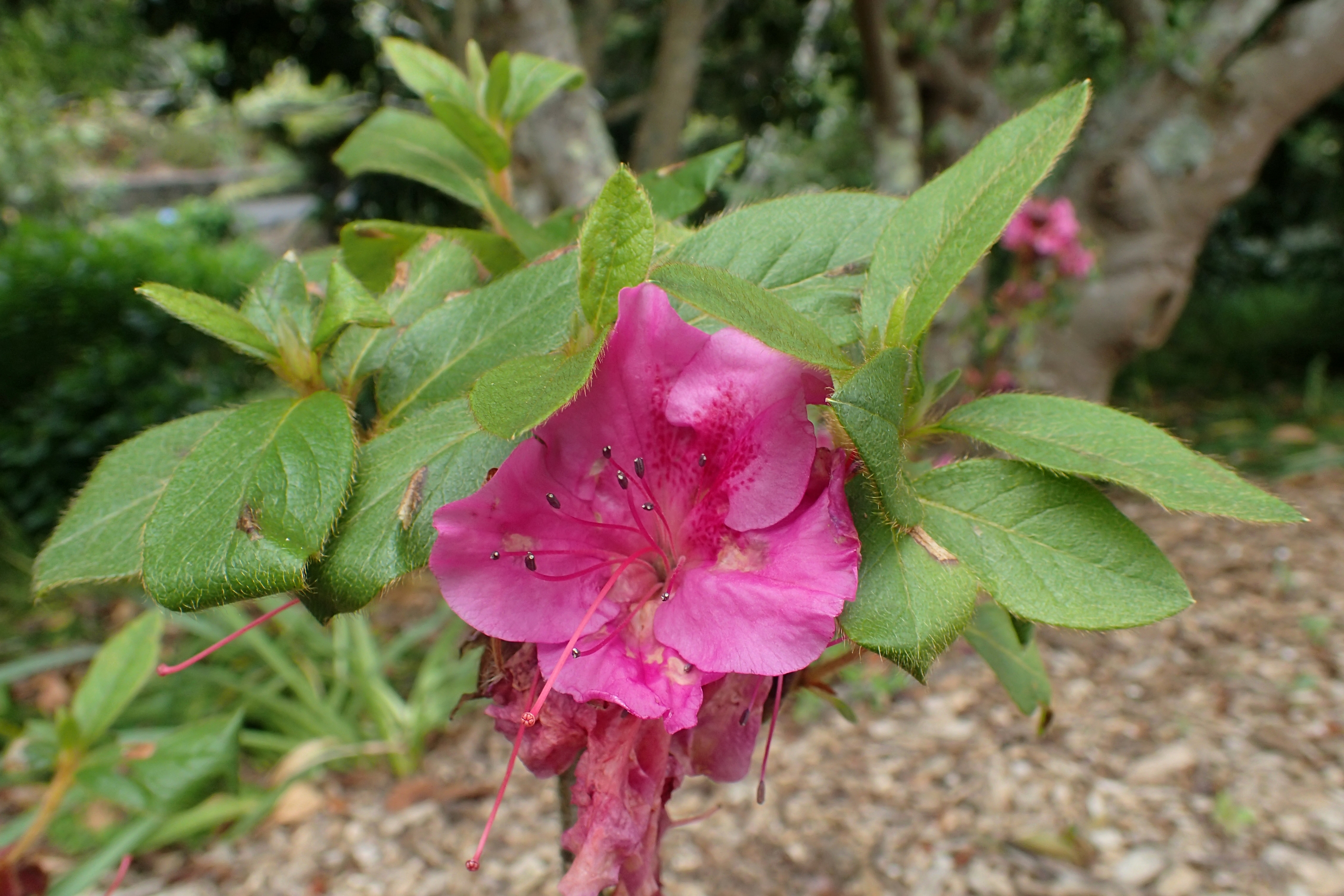 Azalea Encore