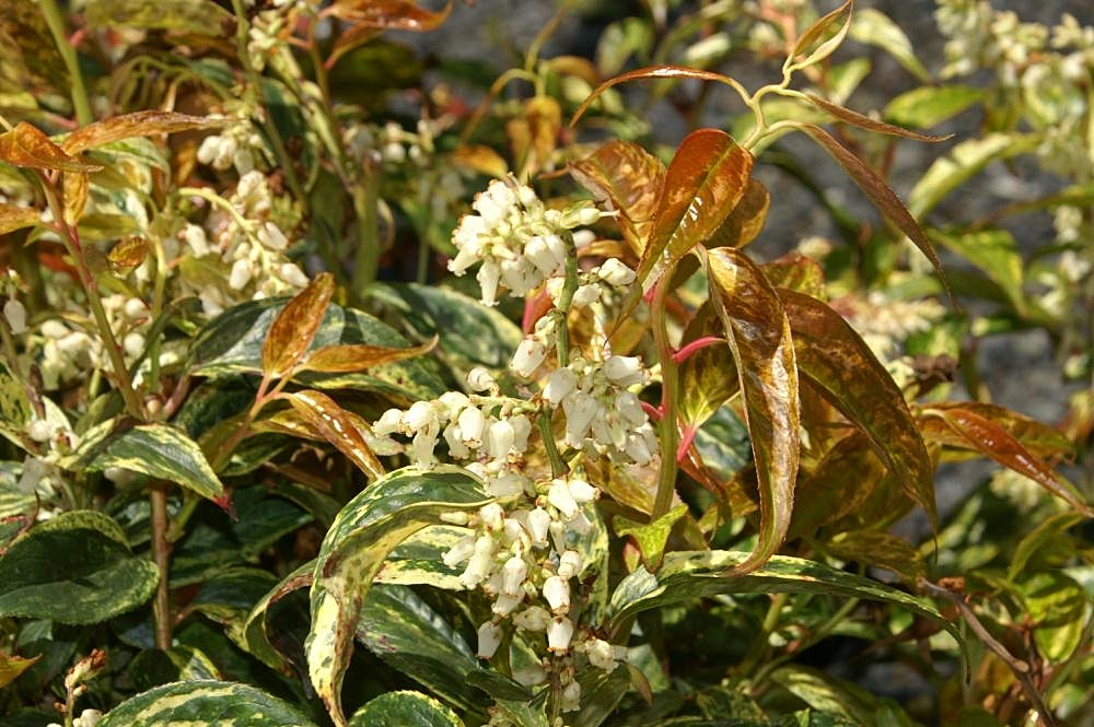 Leucothoe Rainbow