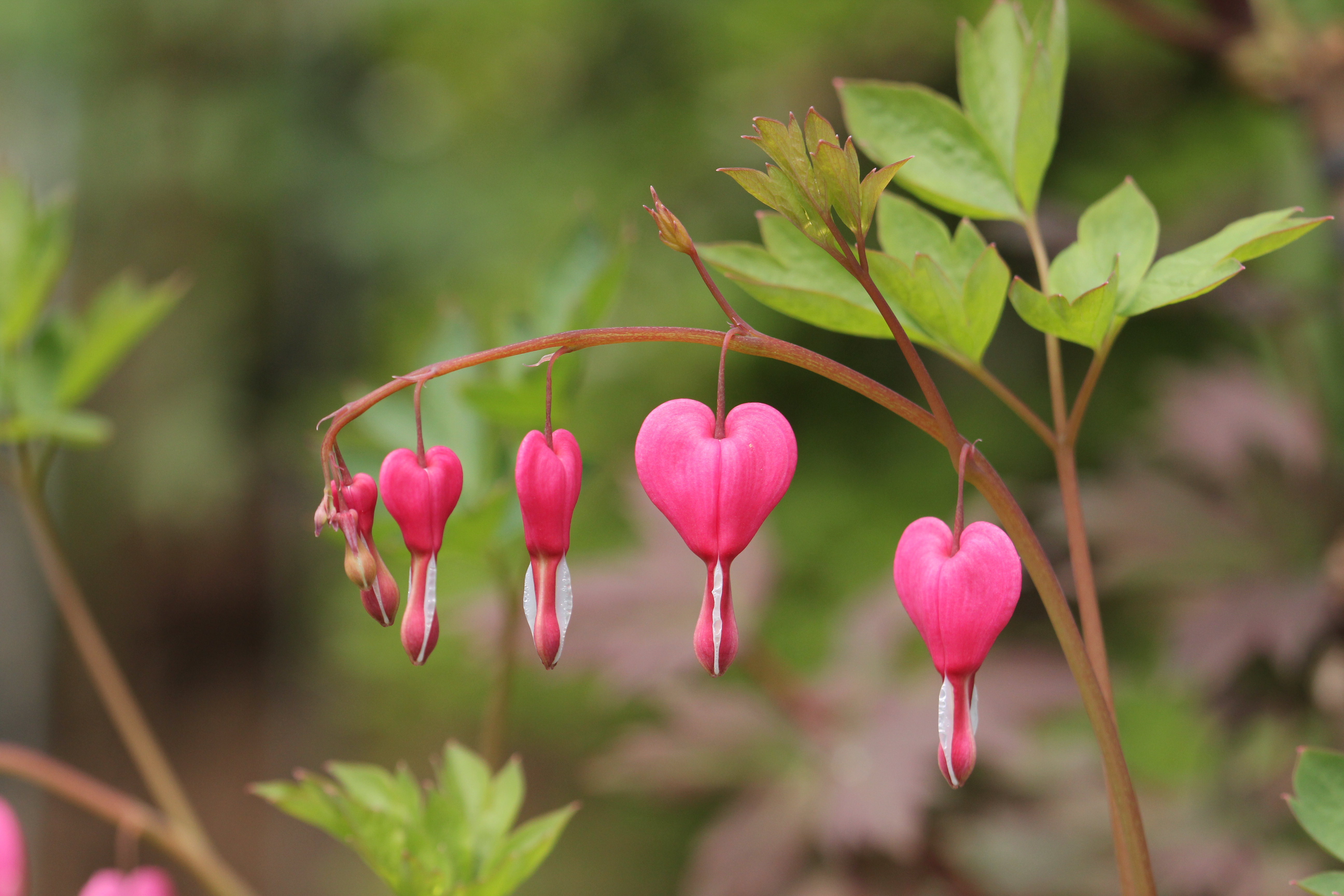 Bleeding Heart