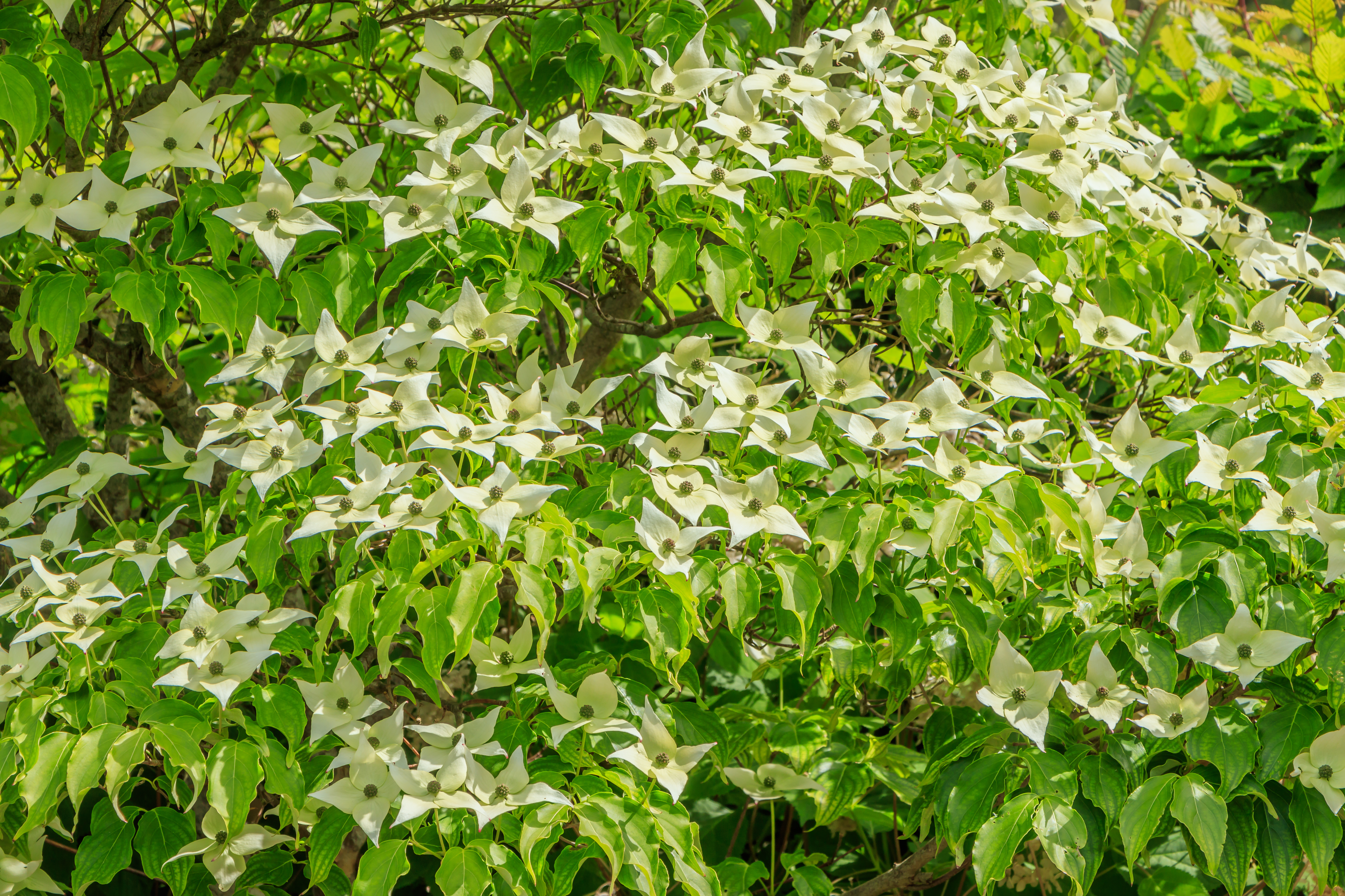 Kousa Dogwood