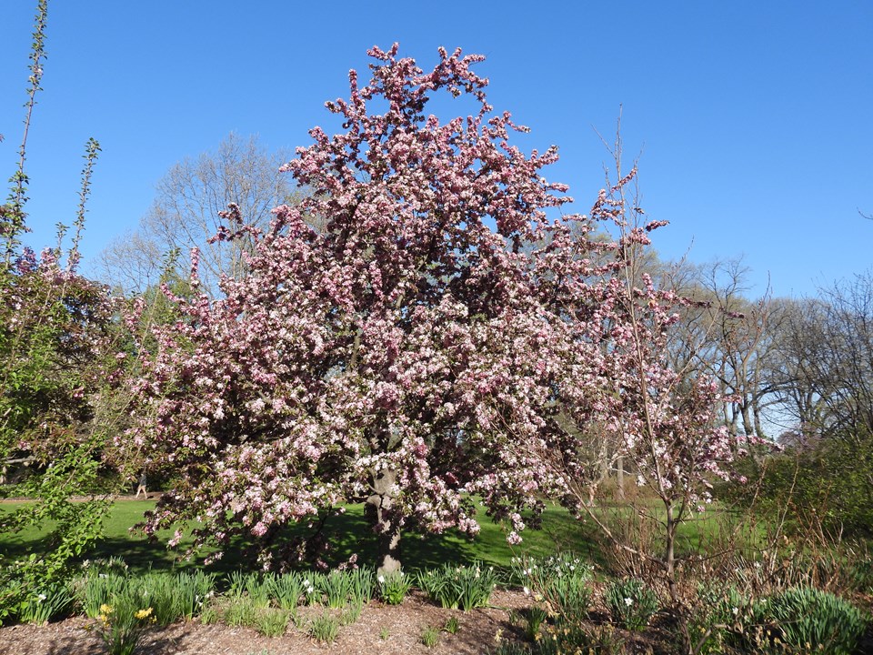 Crabapple