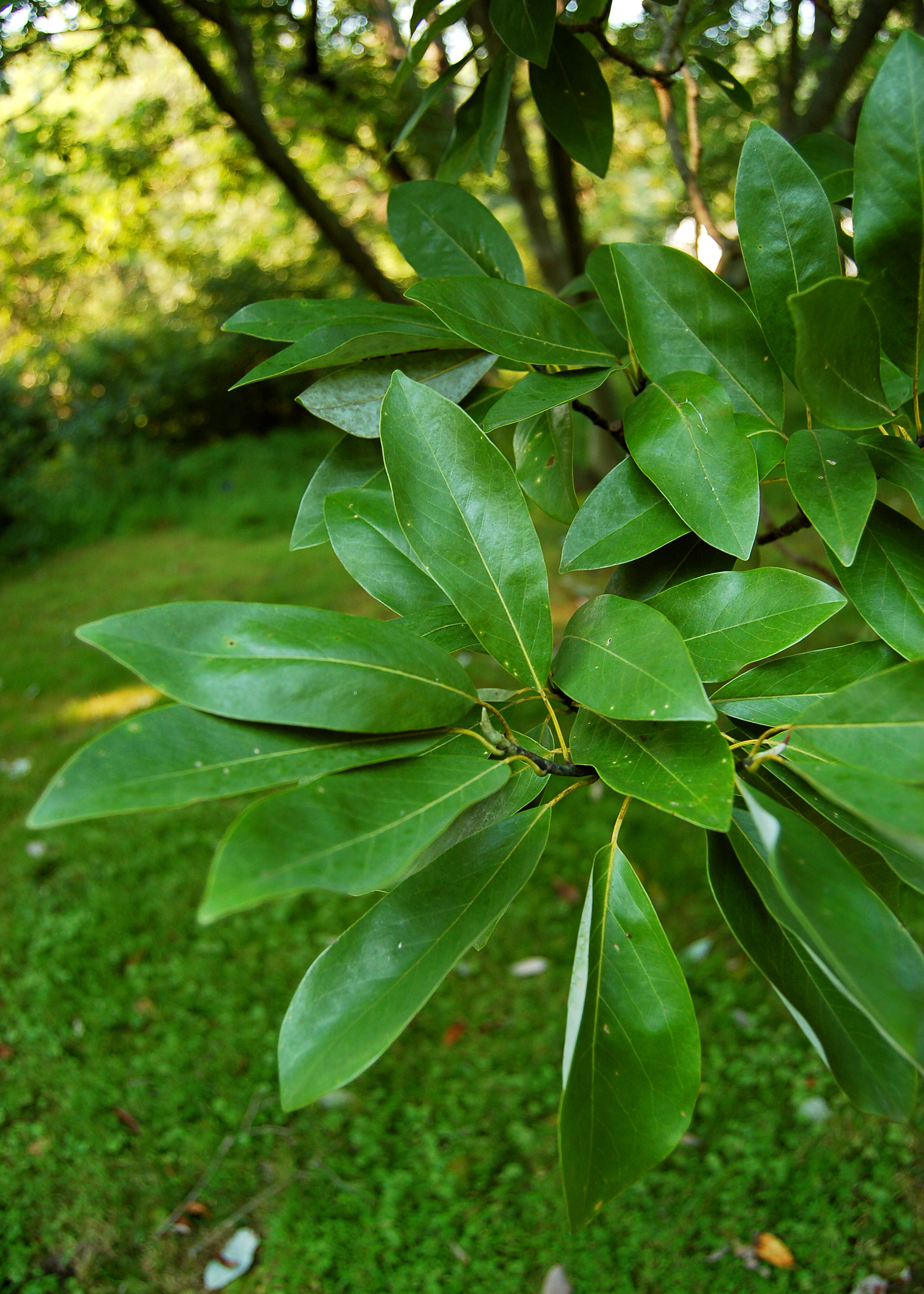 Sweetbay Magnolia