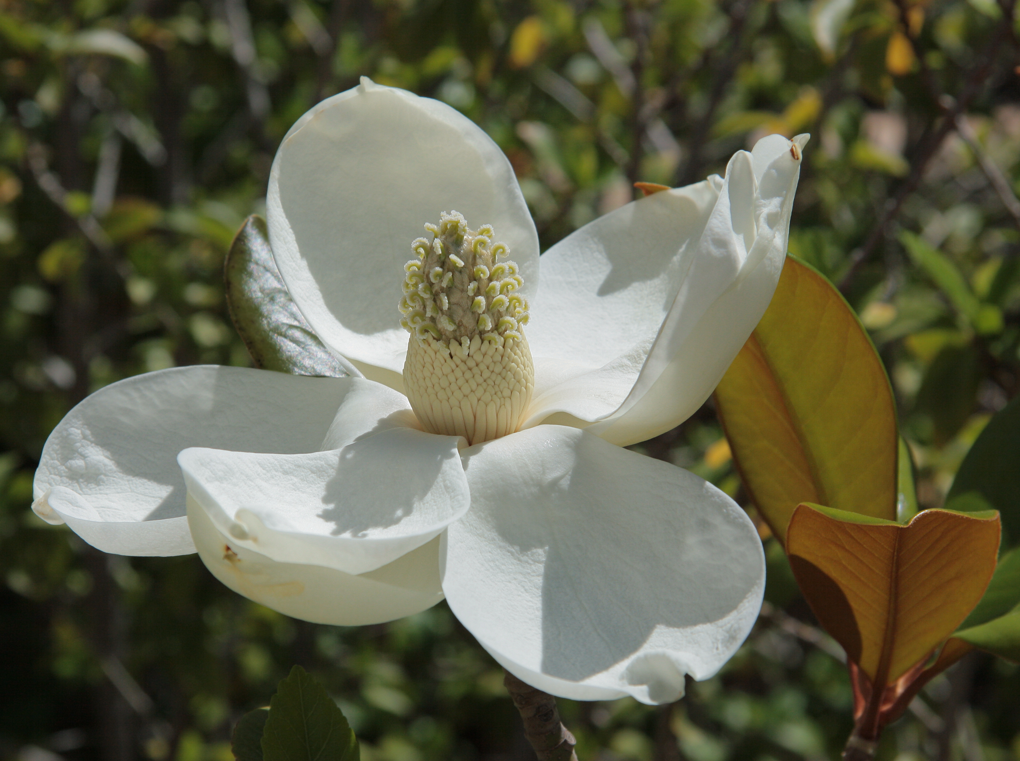Southern Magnolia