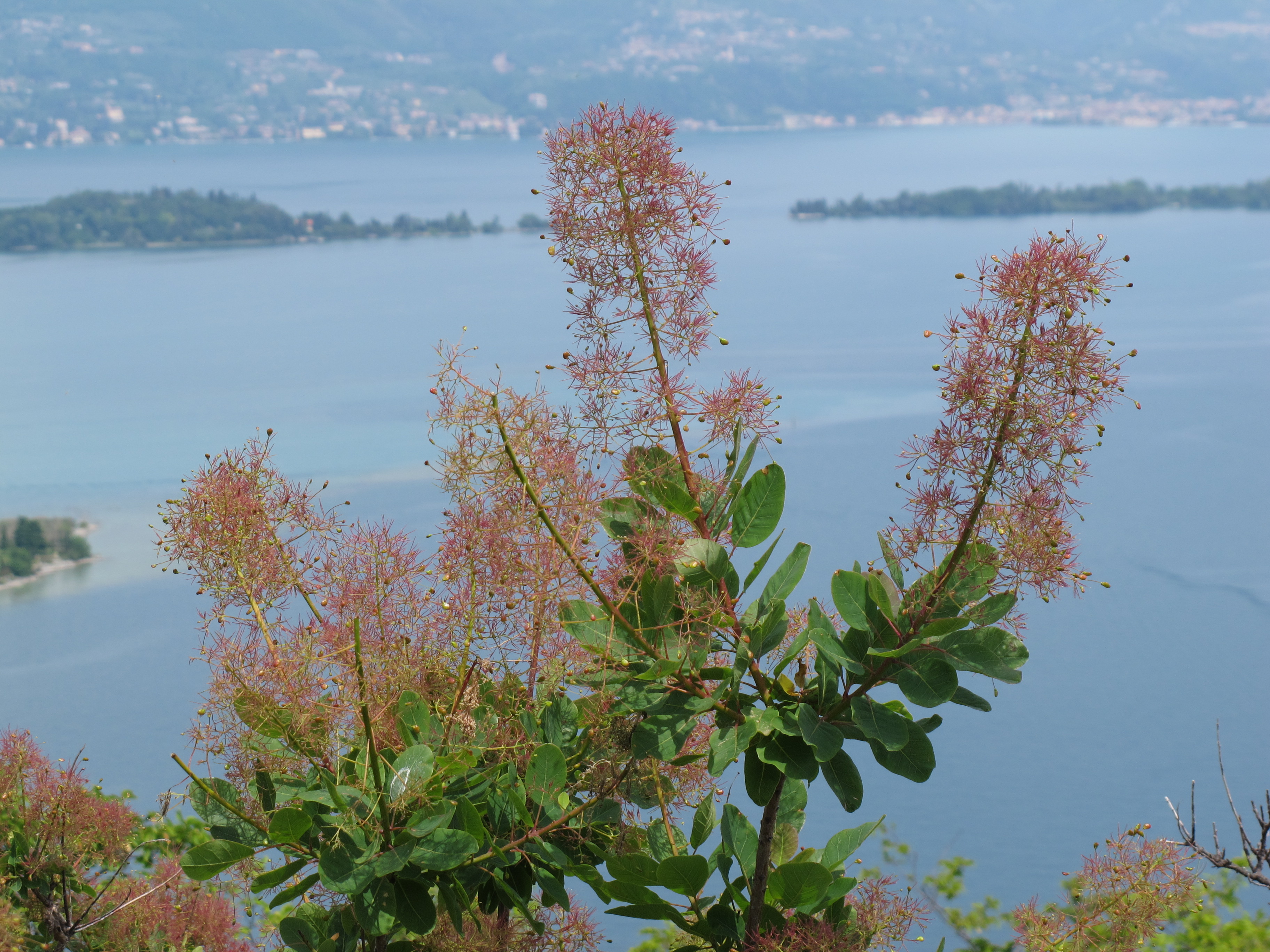 Smoke Tree