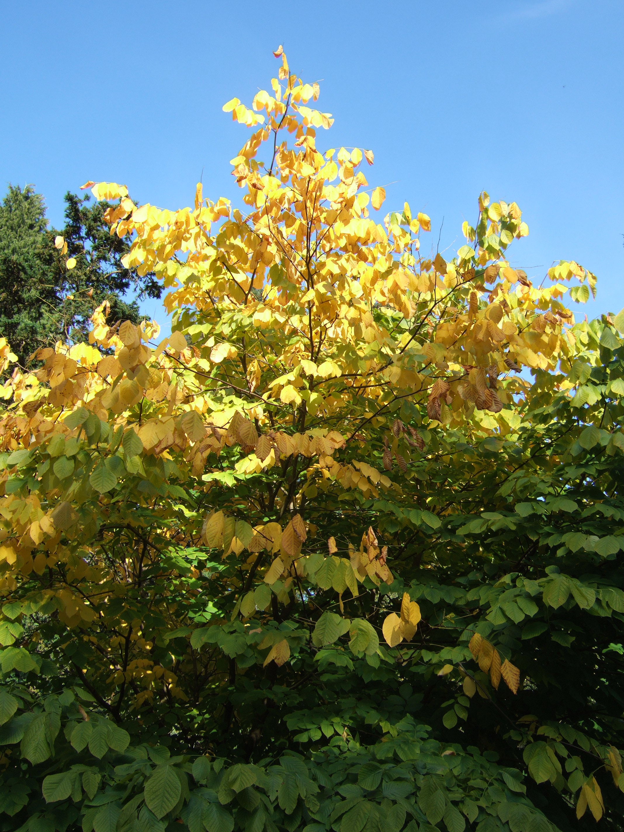 Yellowwood