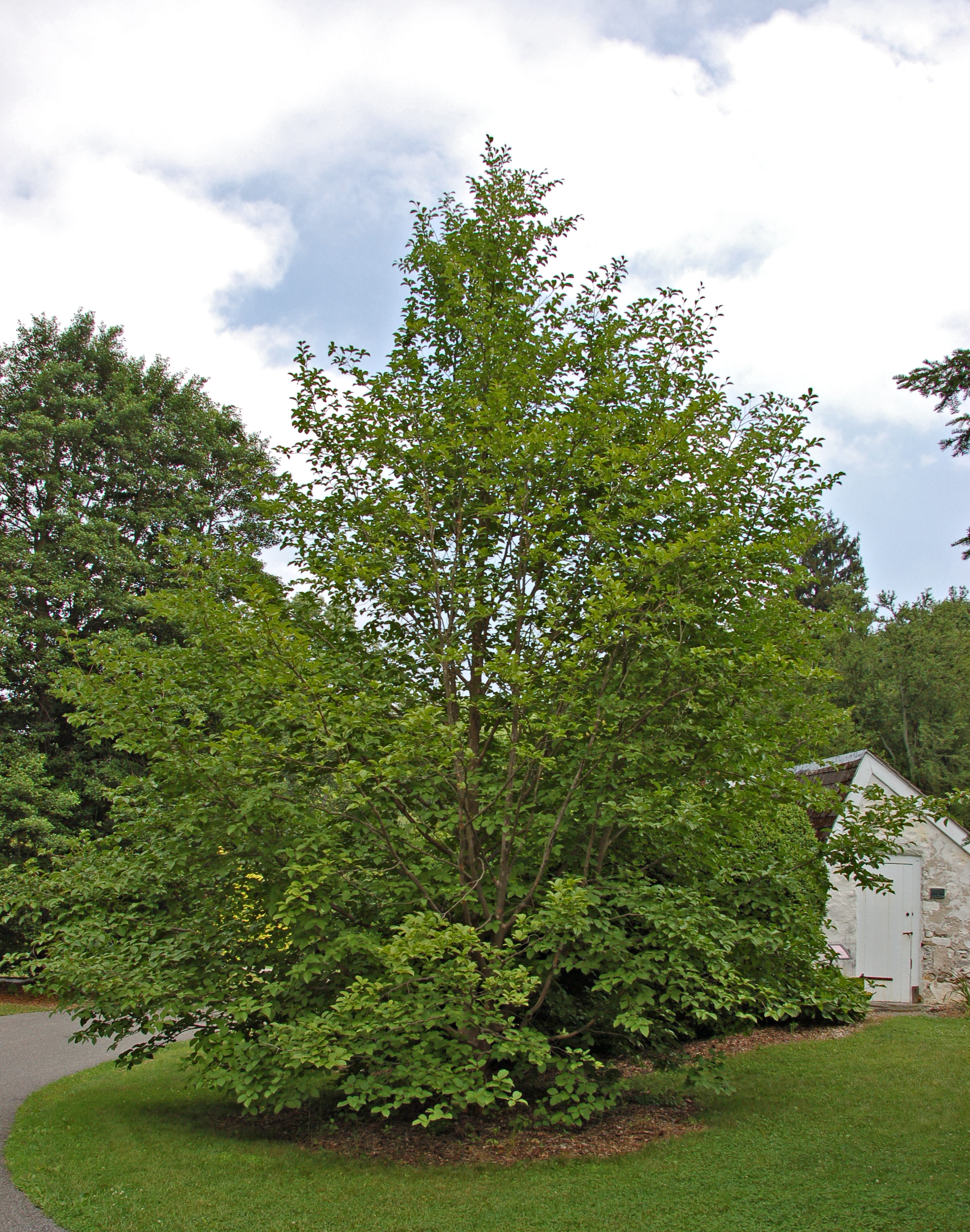 Stewartia