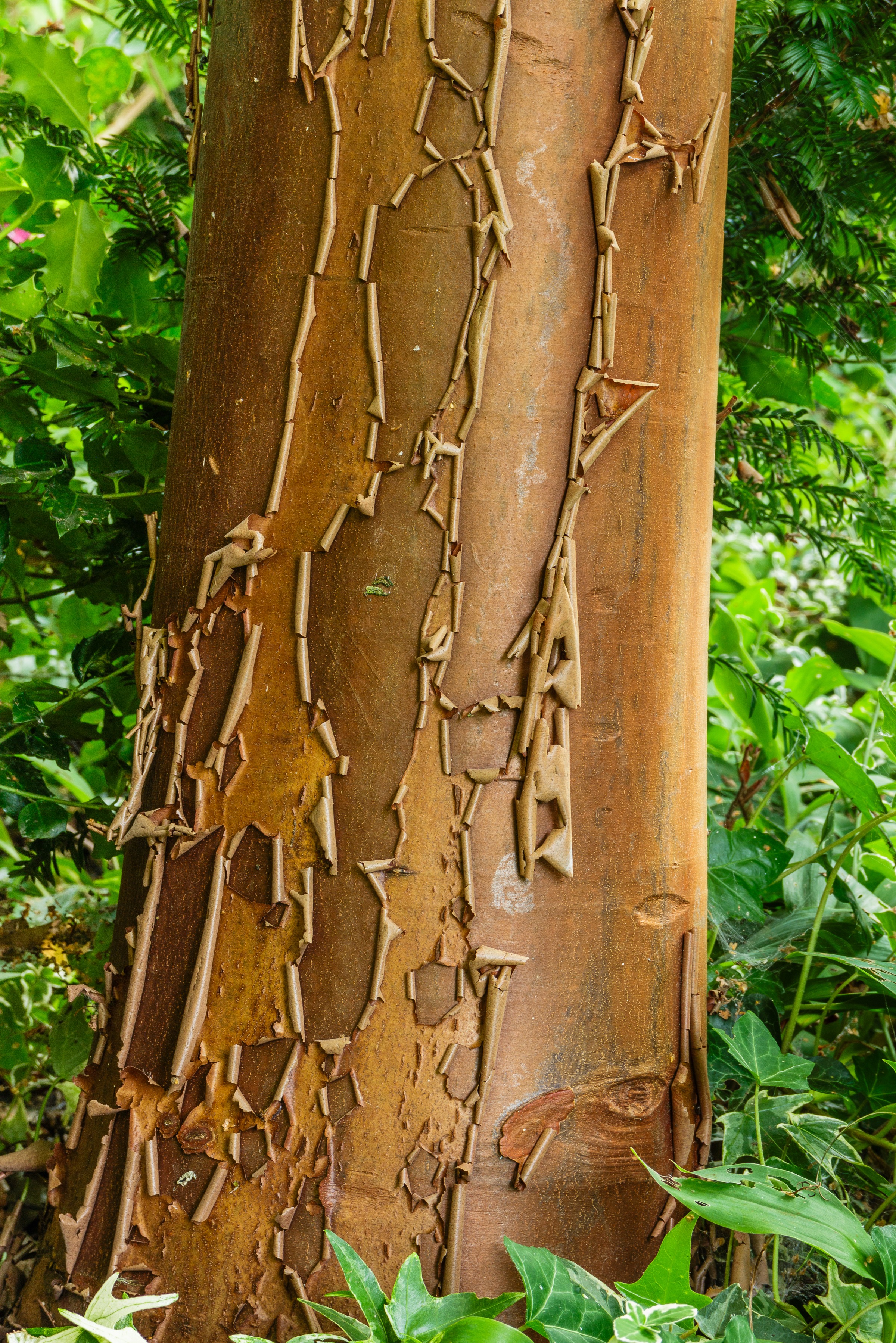 Paperbark Maple