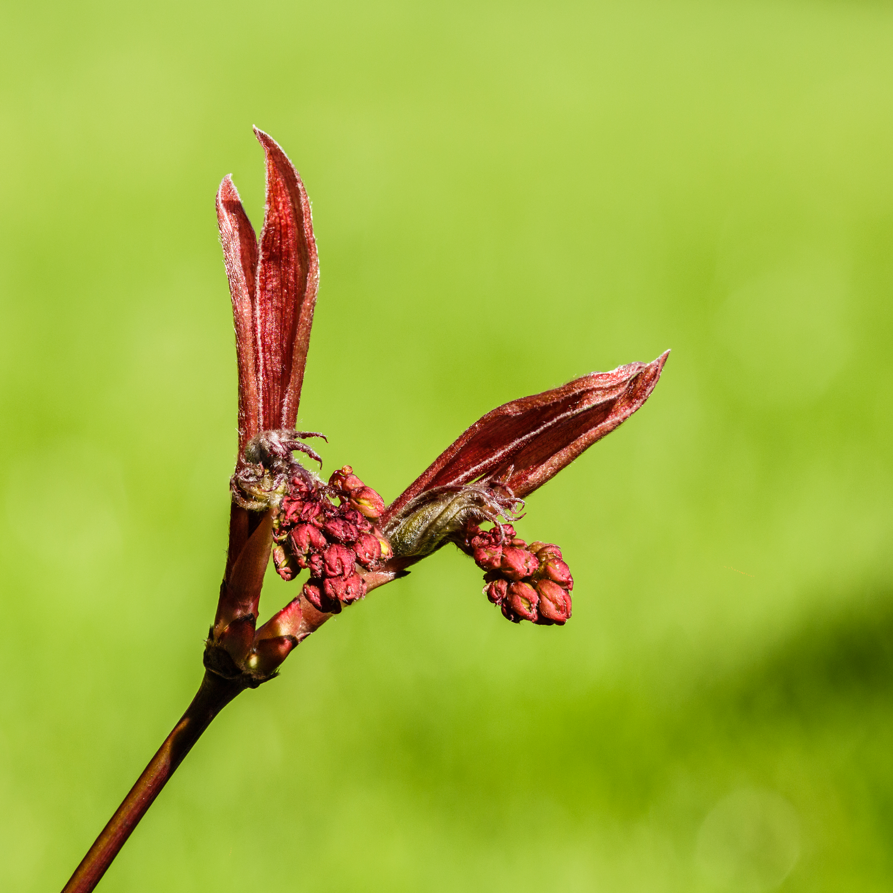 Japanese Maple