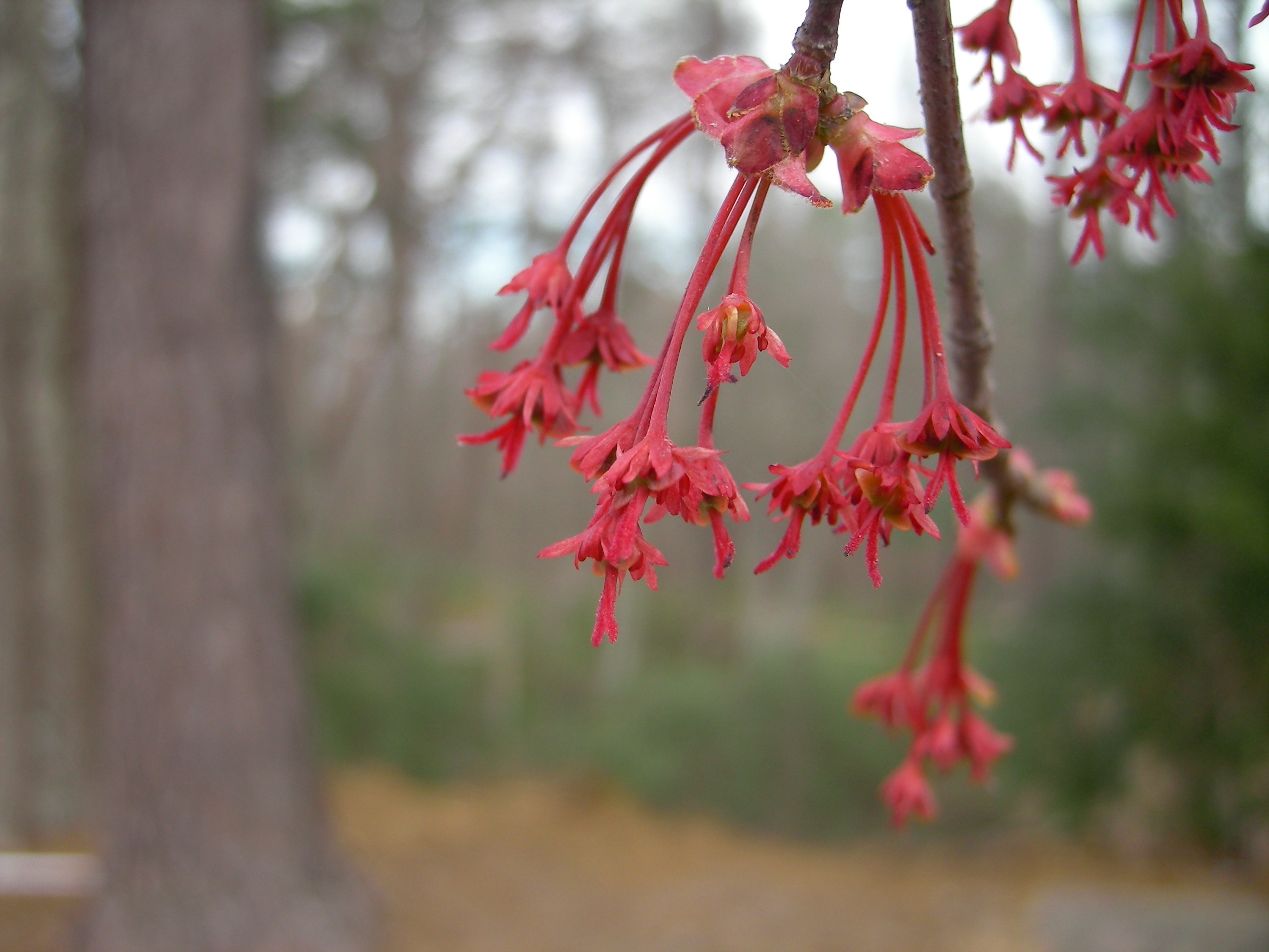 Red Maple