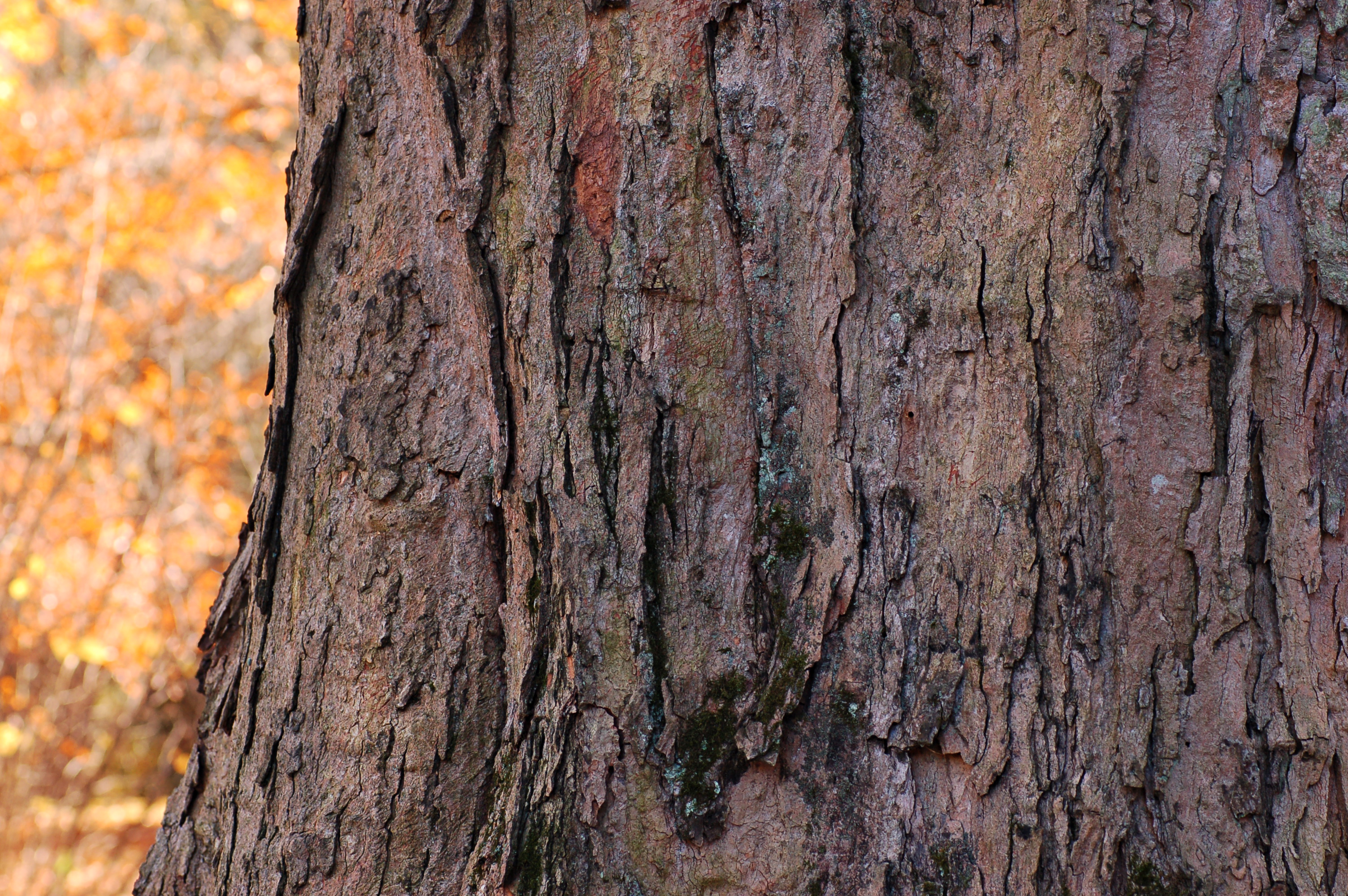 Sugar Maple