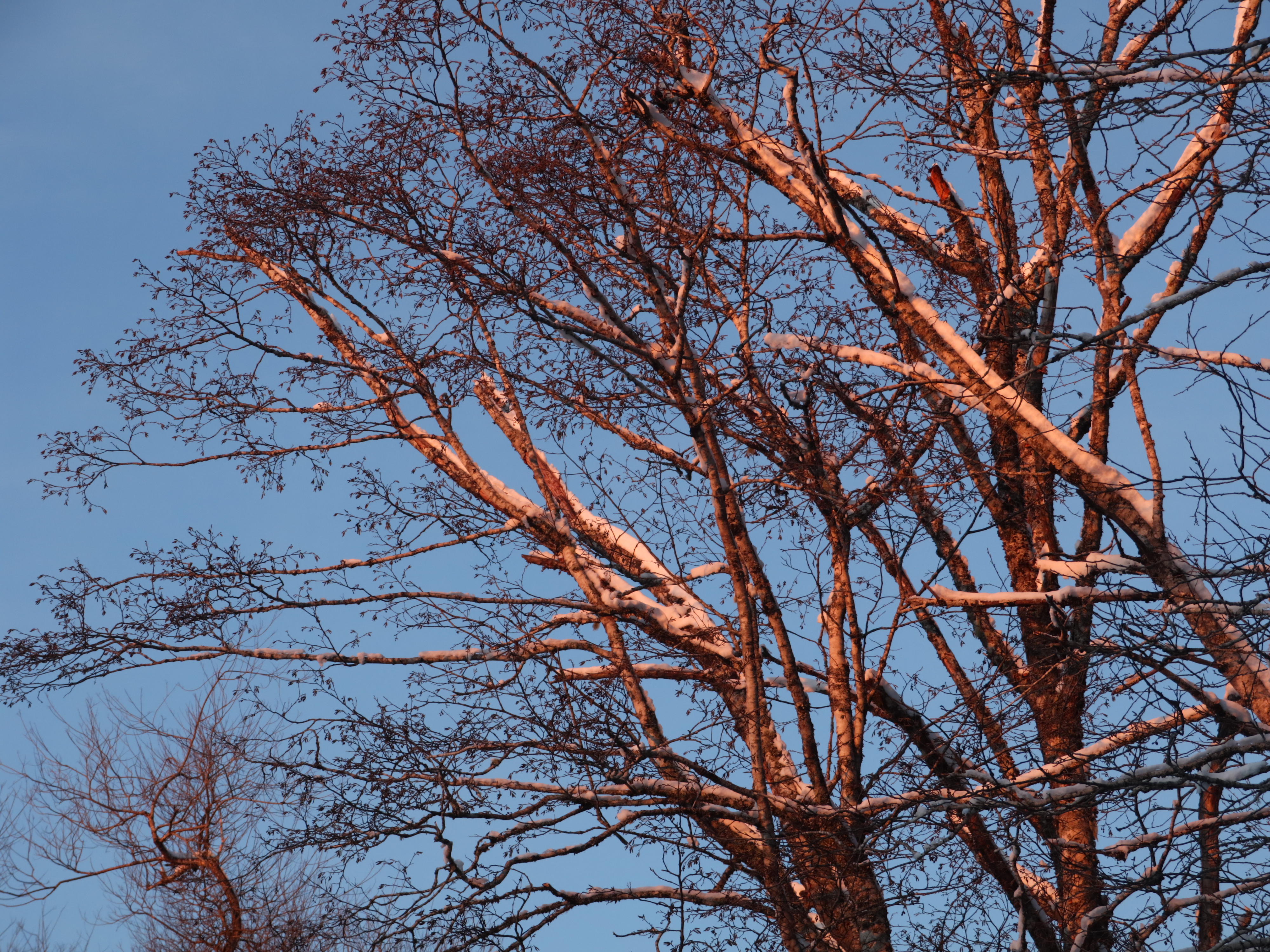 Paper Birch