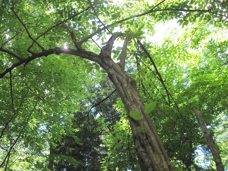 American Hornbeam