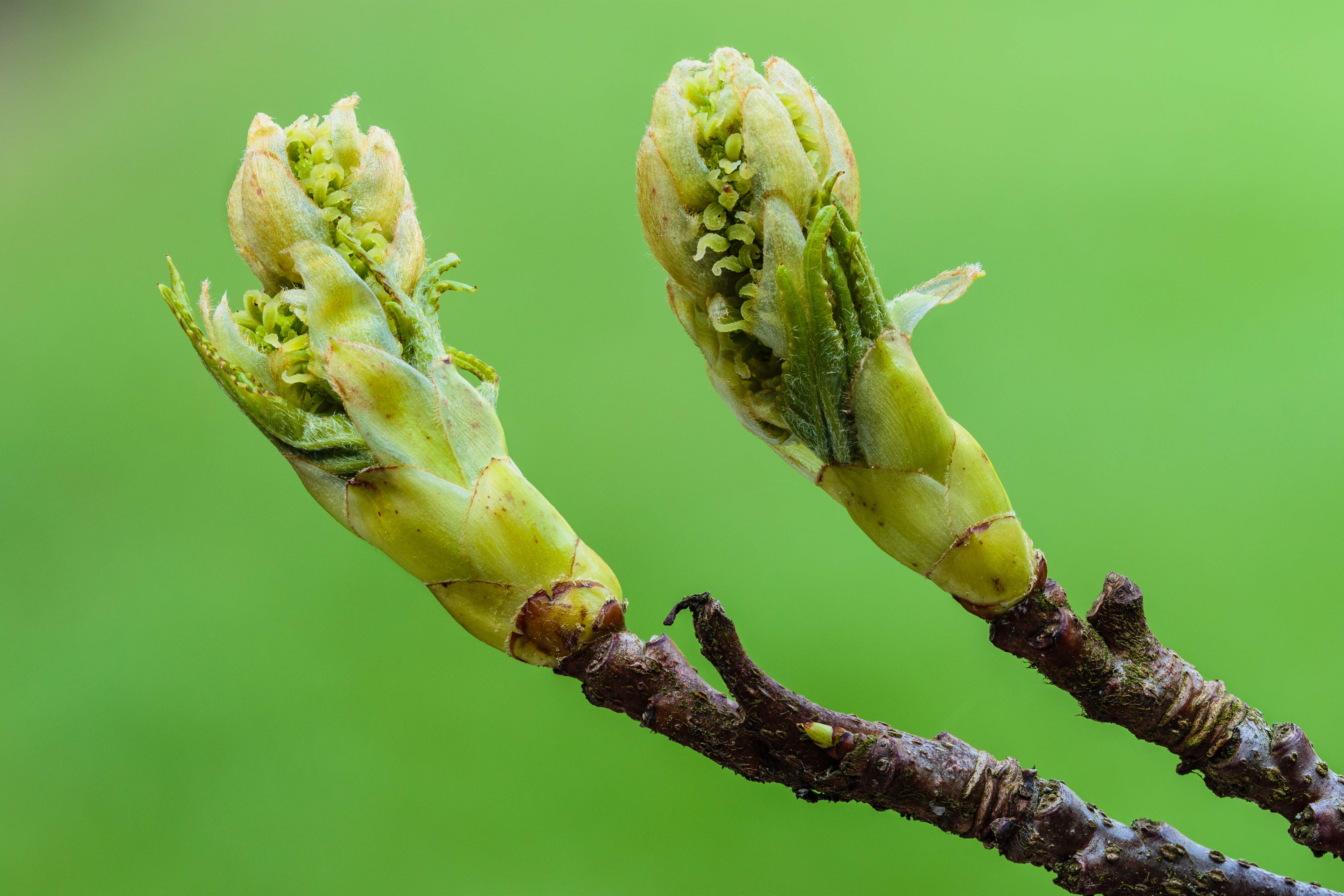 Sweetgum