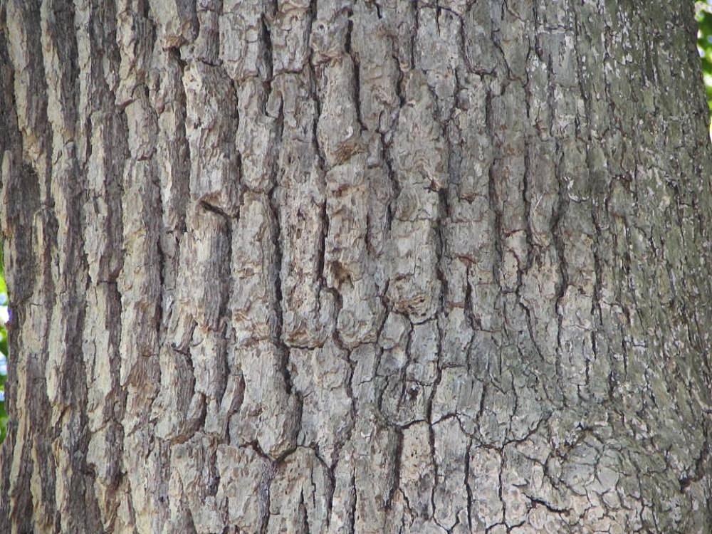 White Oak