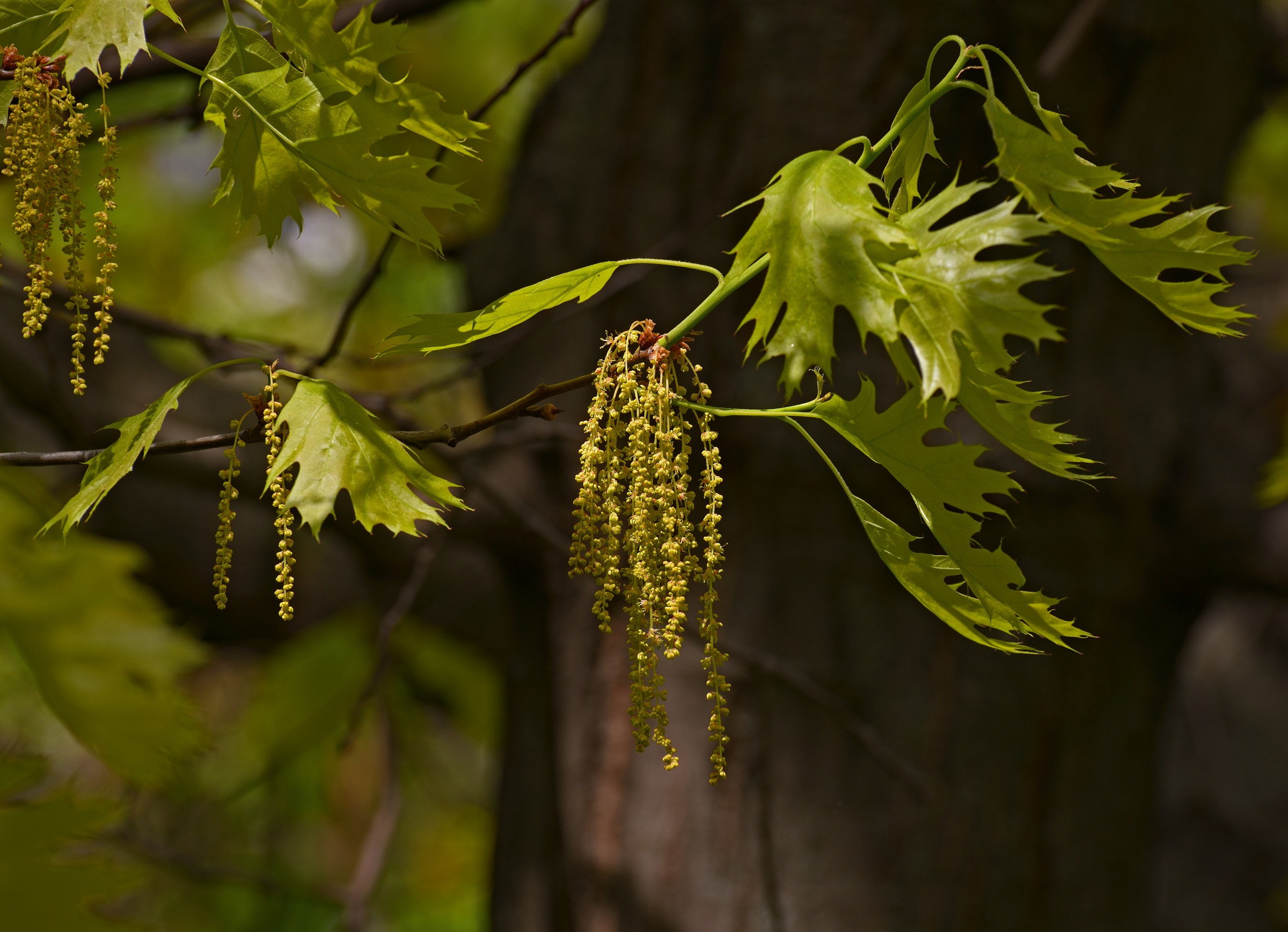 Red Oak