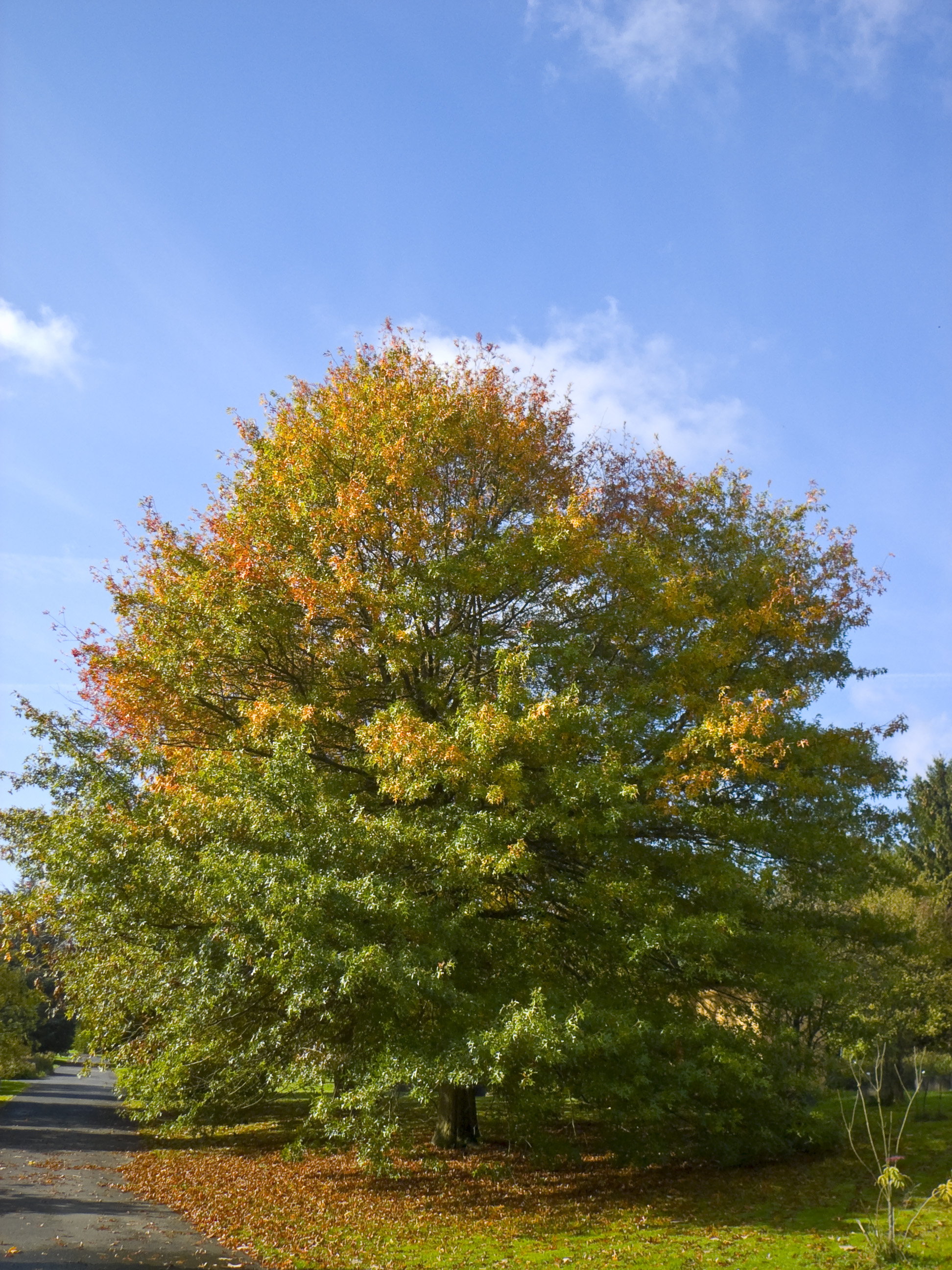 Pin Oak