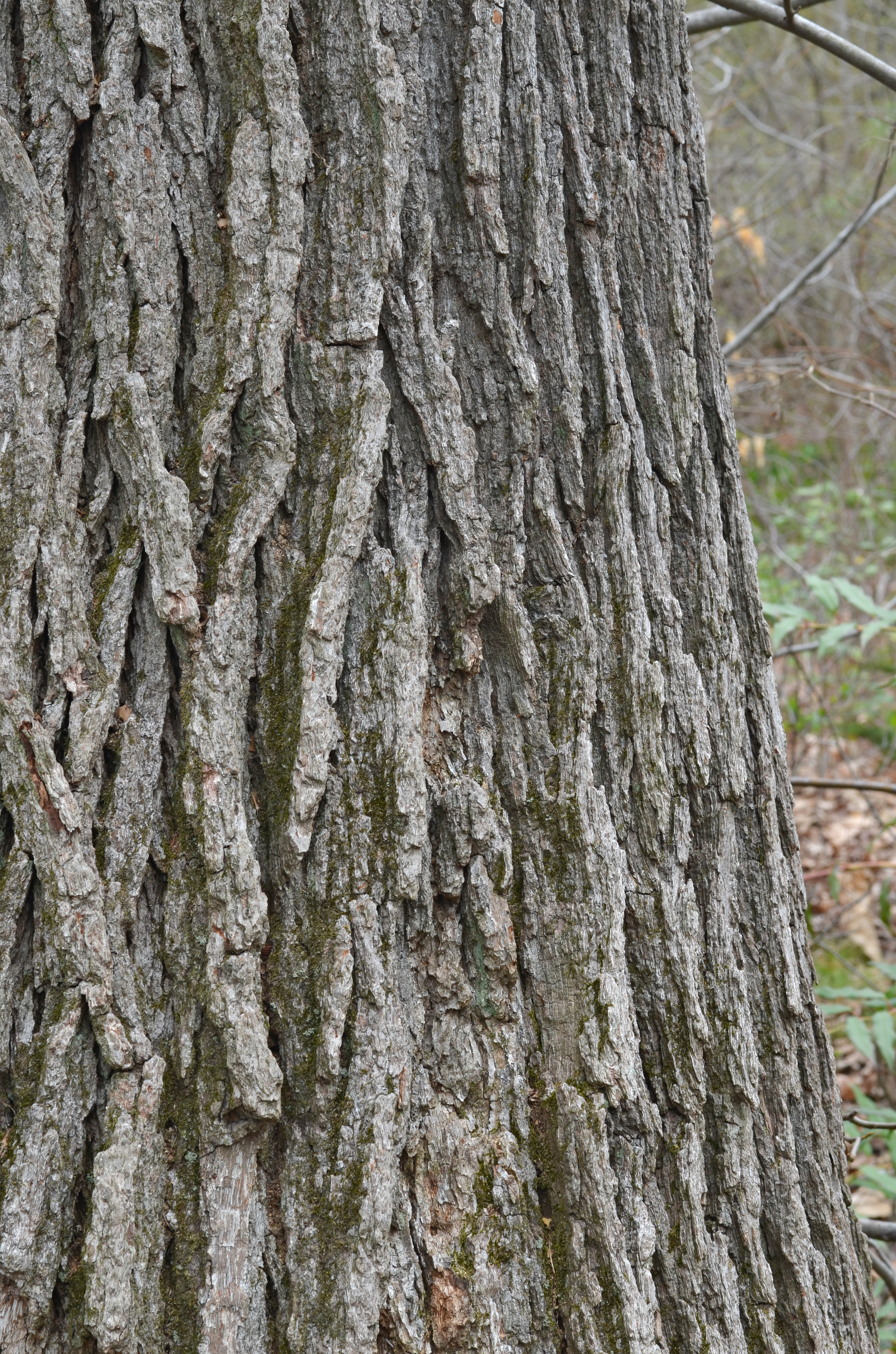Swamp White Oak
