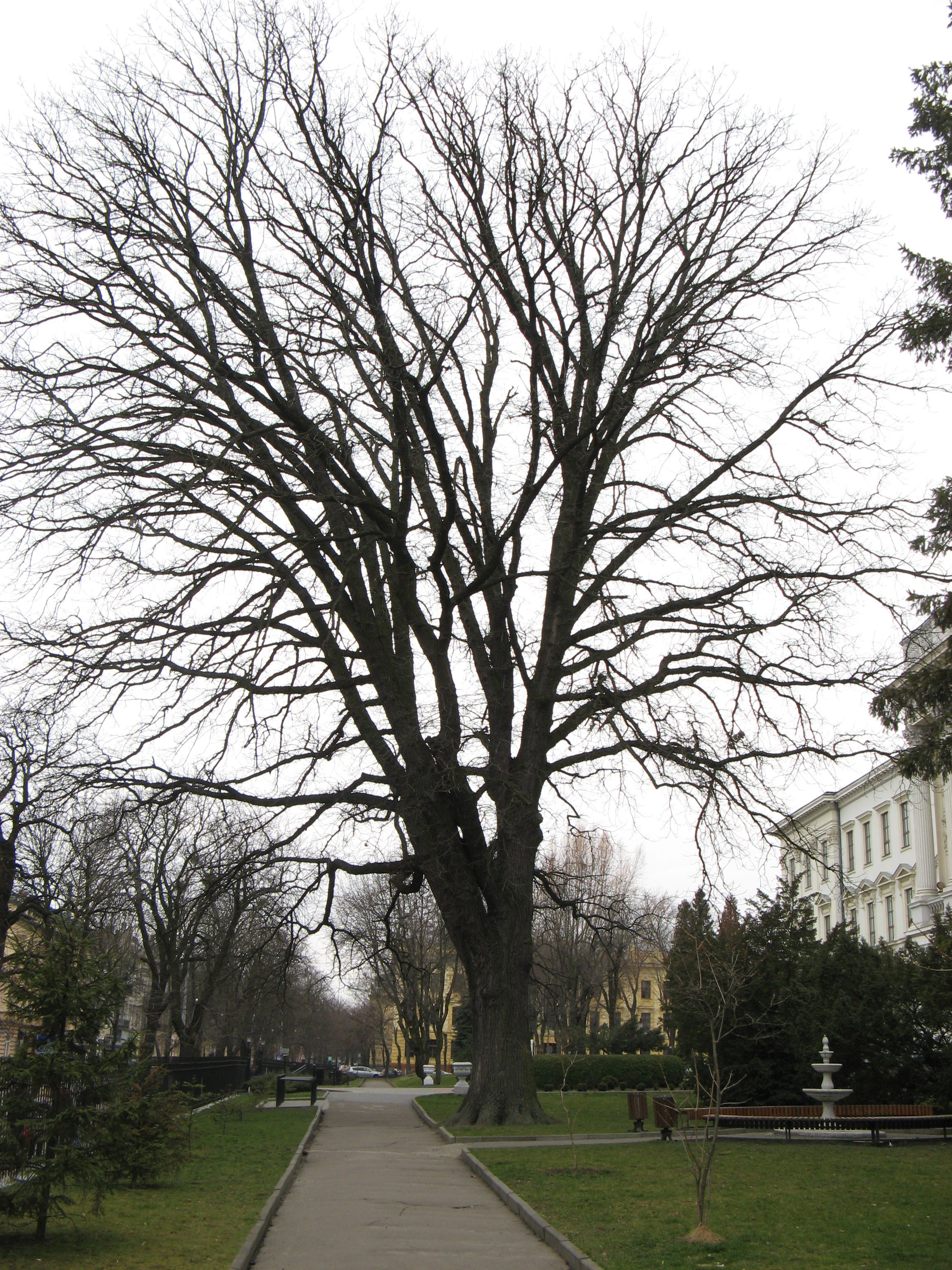 Bur Oak