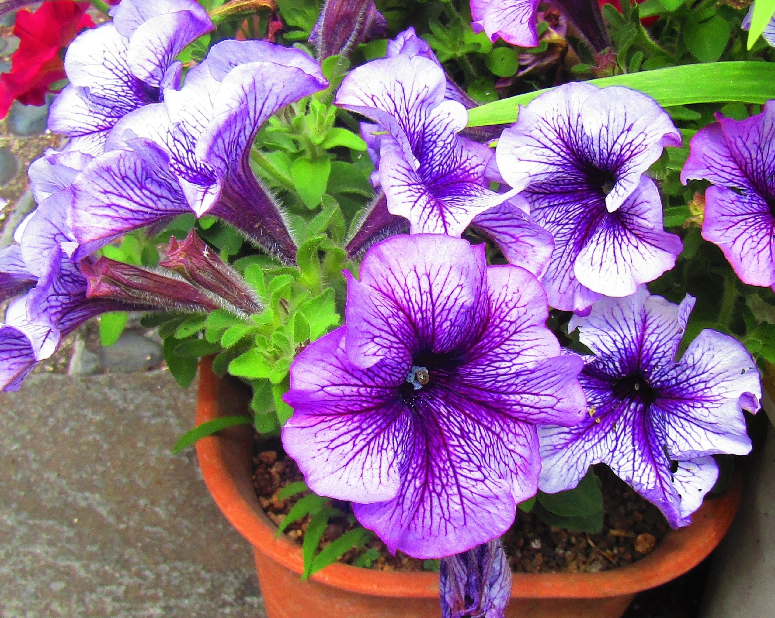 Petunia