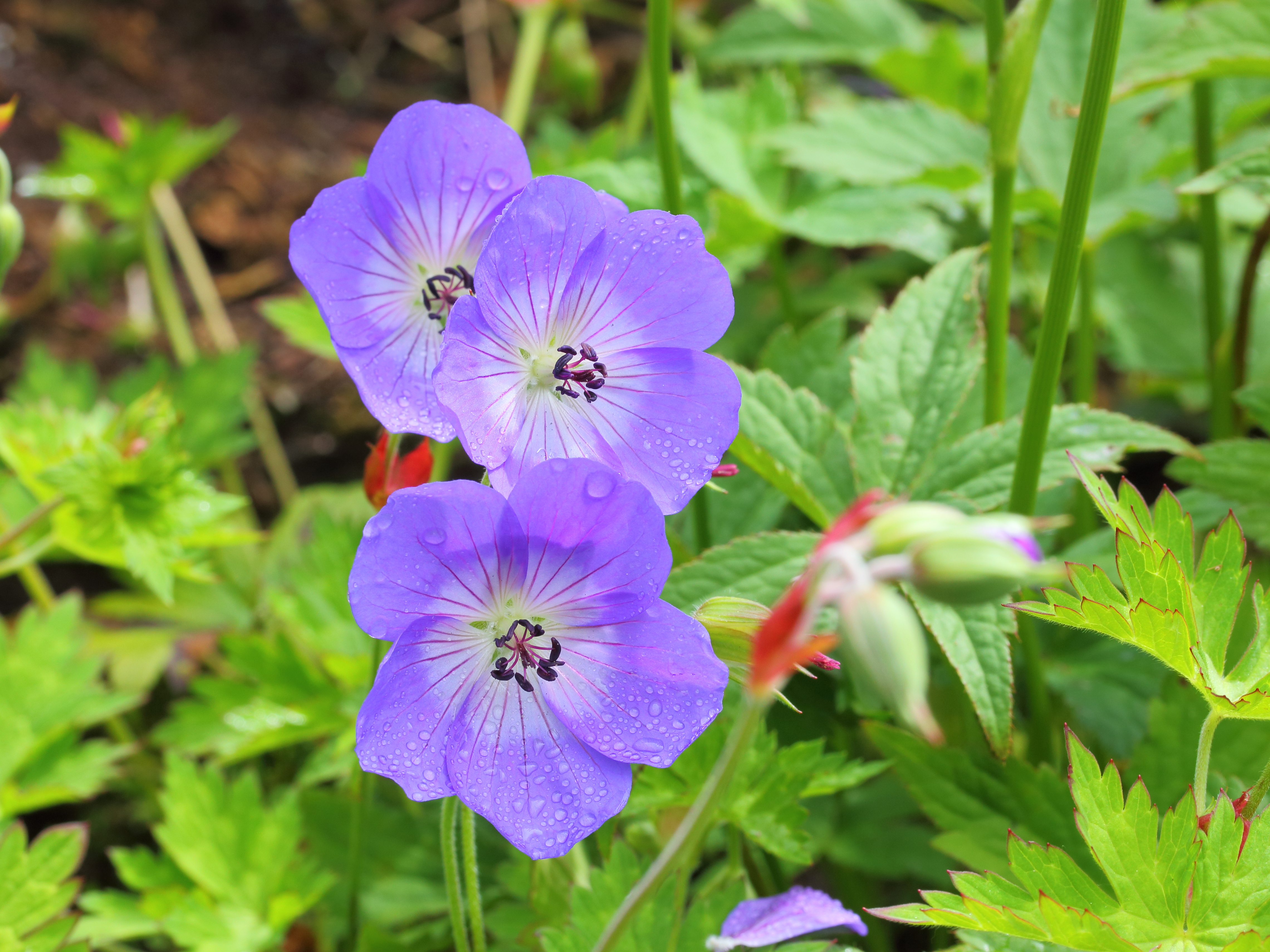 Hardy Geranium Rozanne
