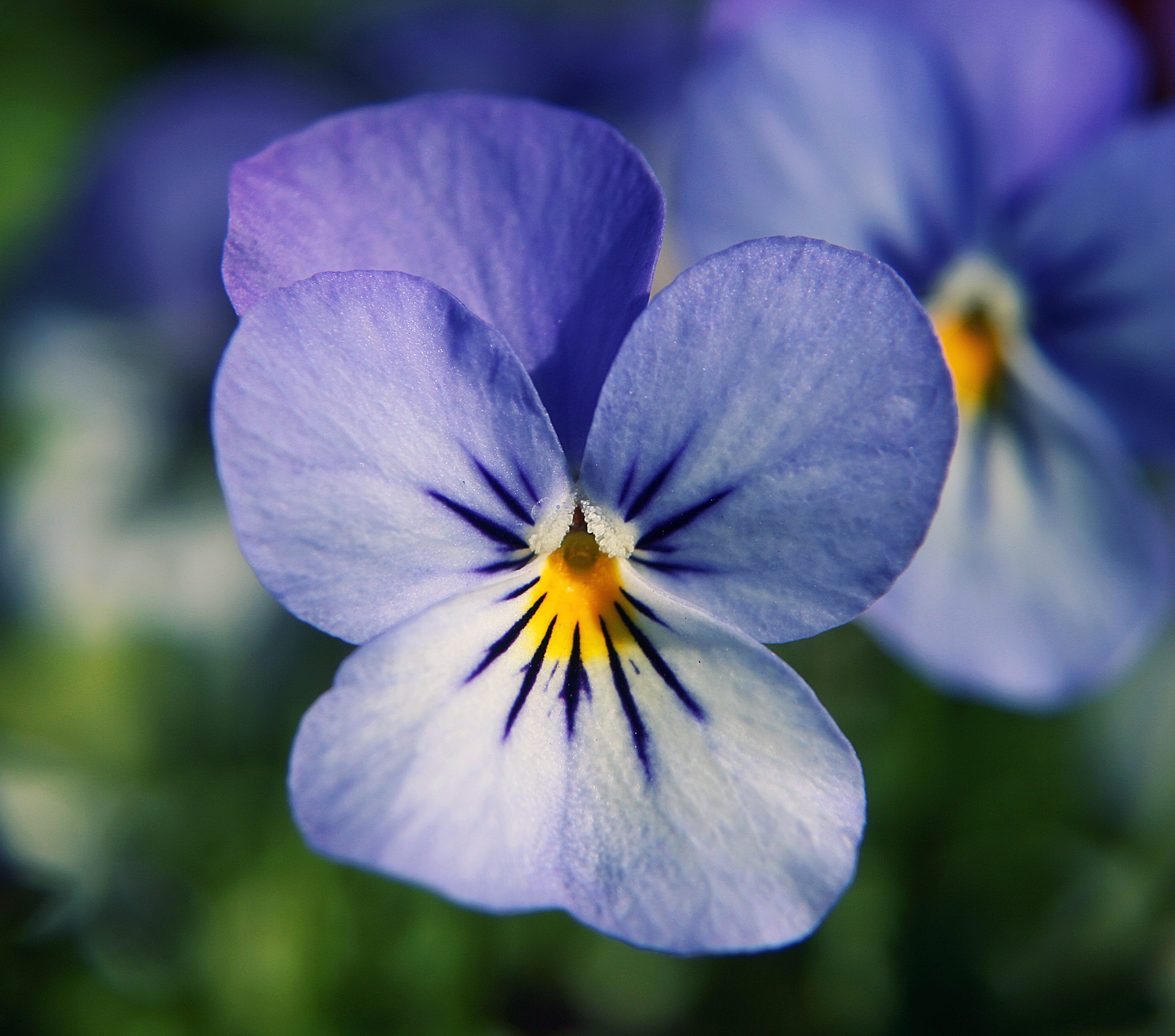 Pansy