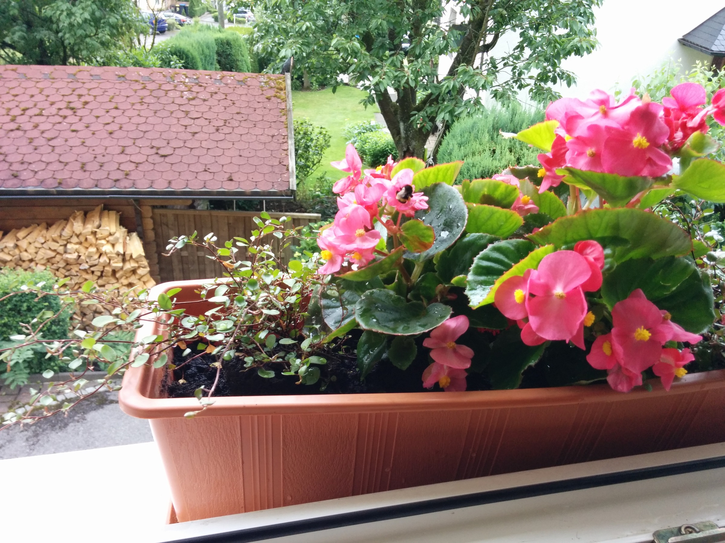 Begonia (Wax)