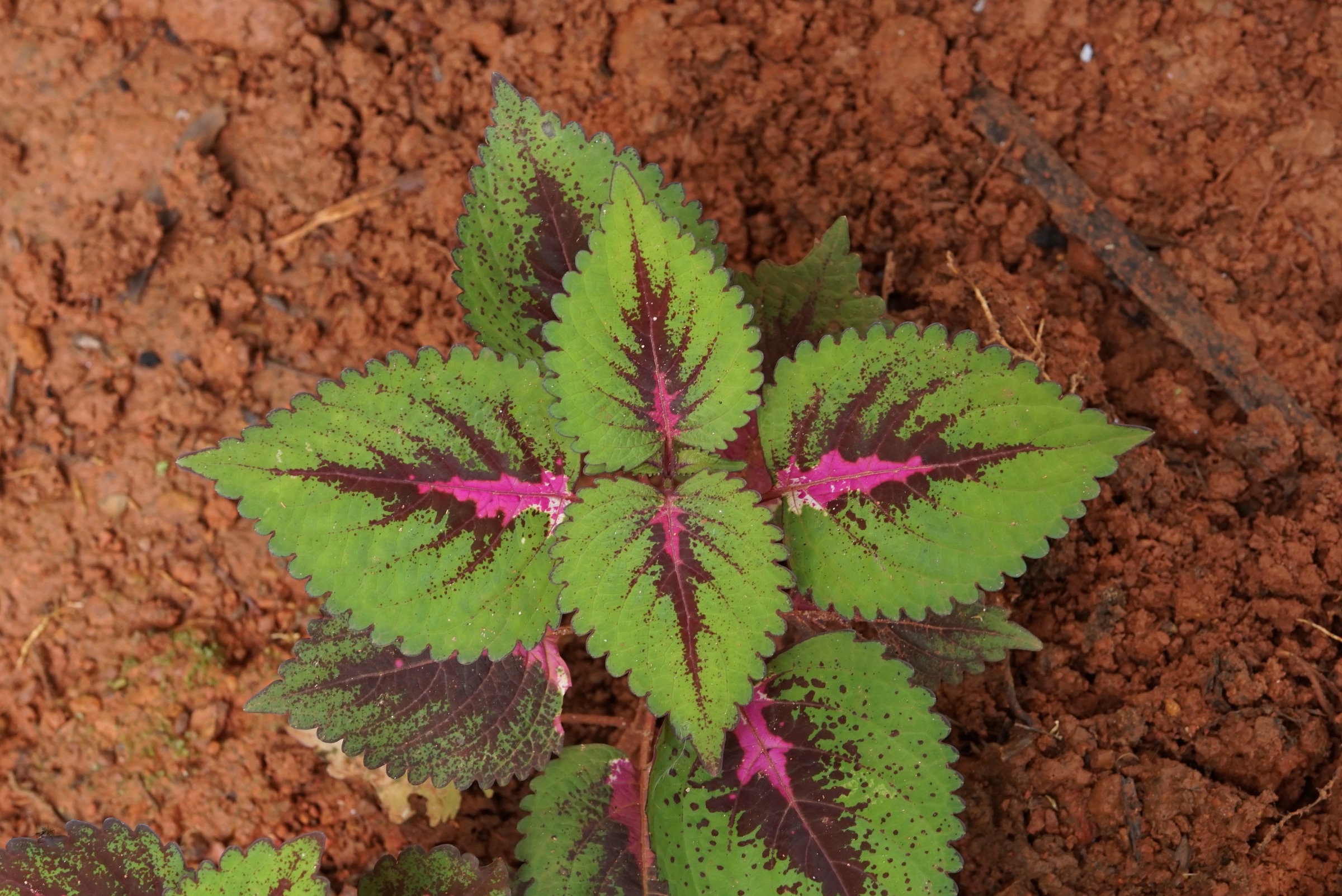 Coleus
