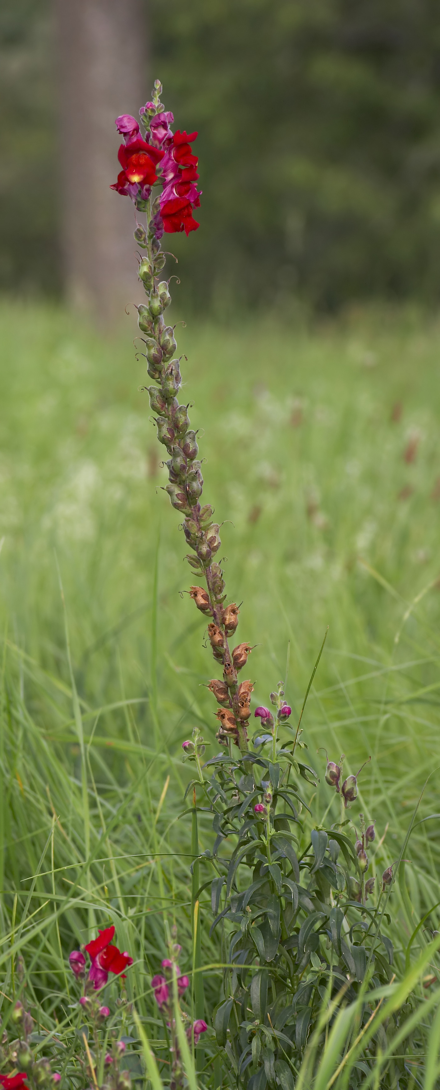 Snapdragon