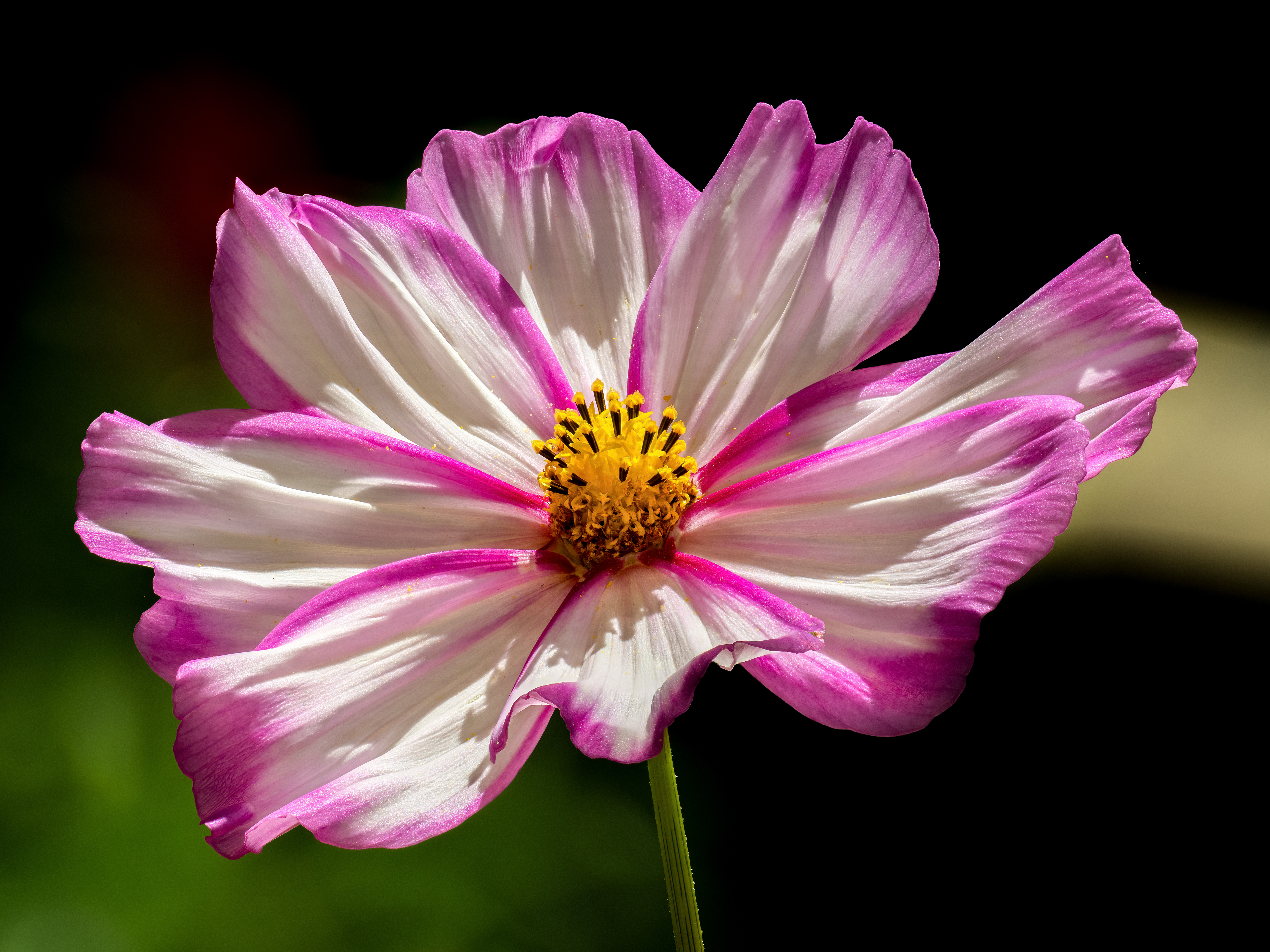 Cosmos