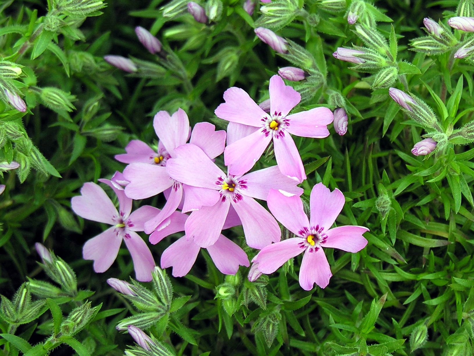 Creeping Phlox