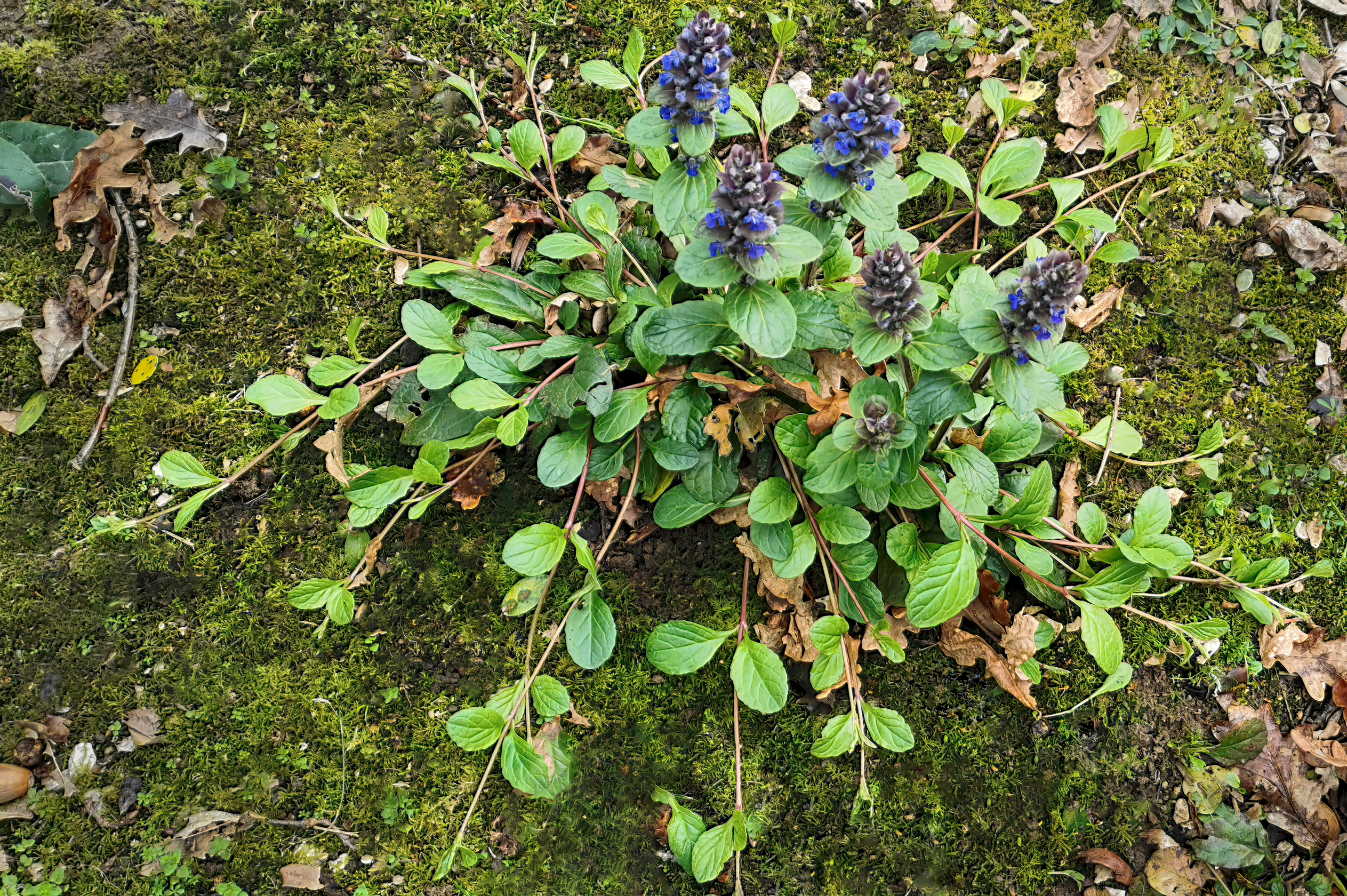 Ajuga (Bugleweed)