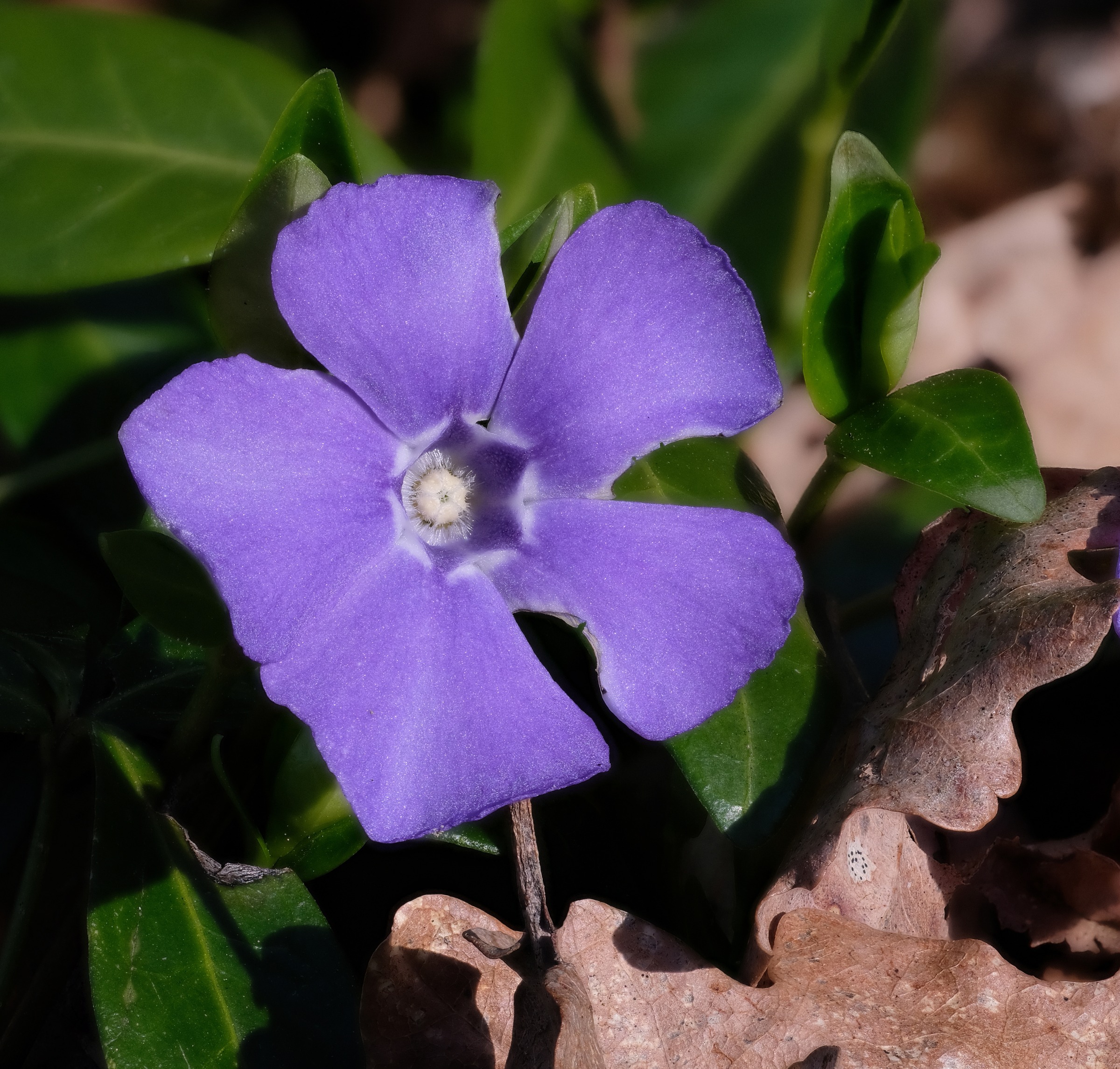 Vinca Minor (Periwinkle)