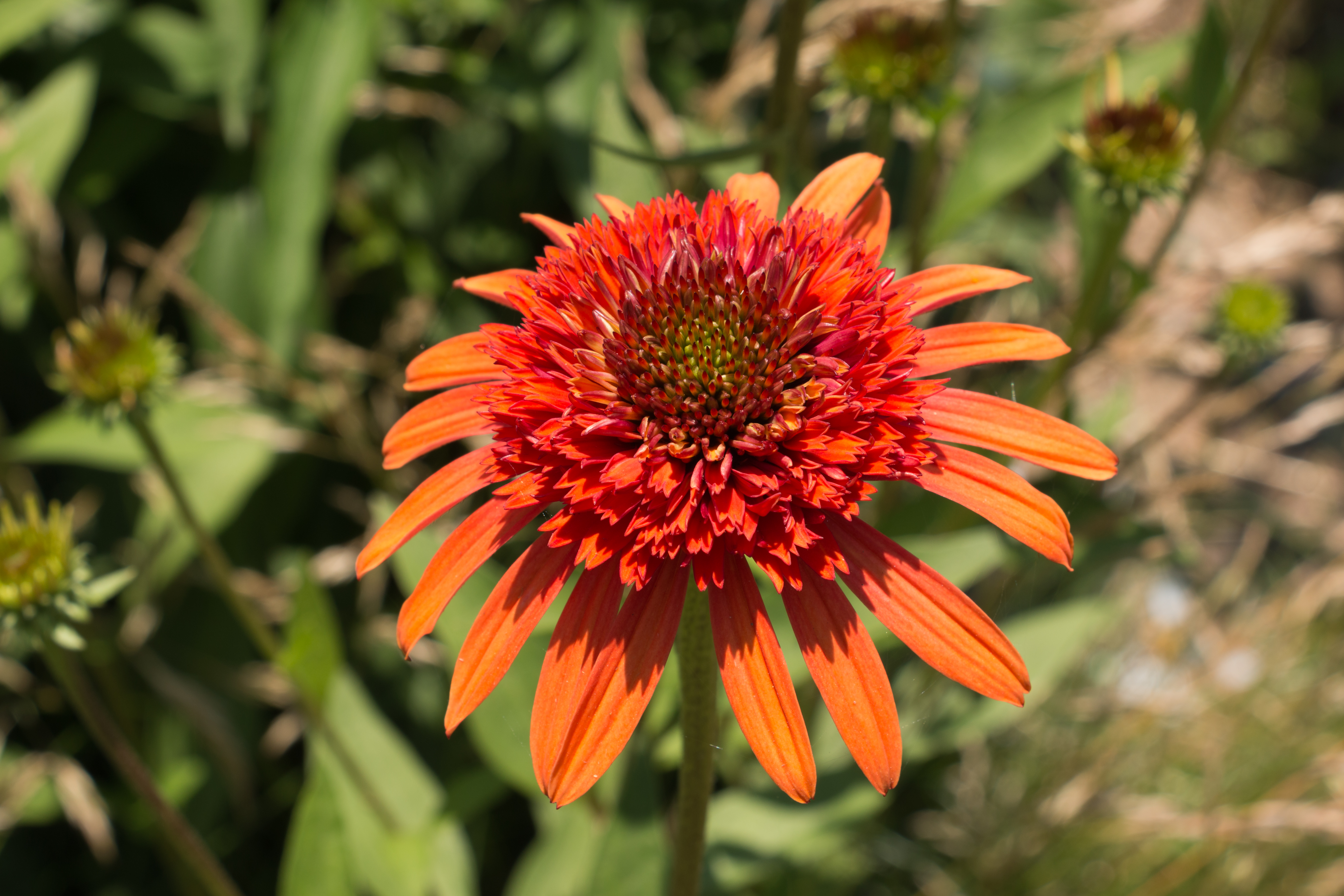 Coneflower